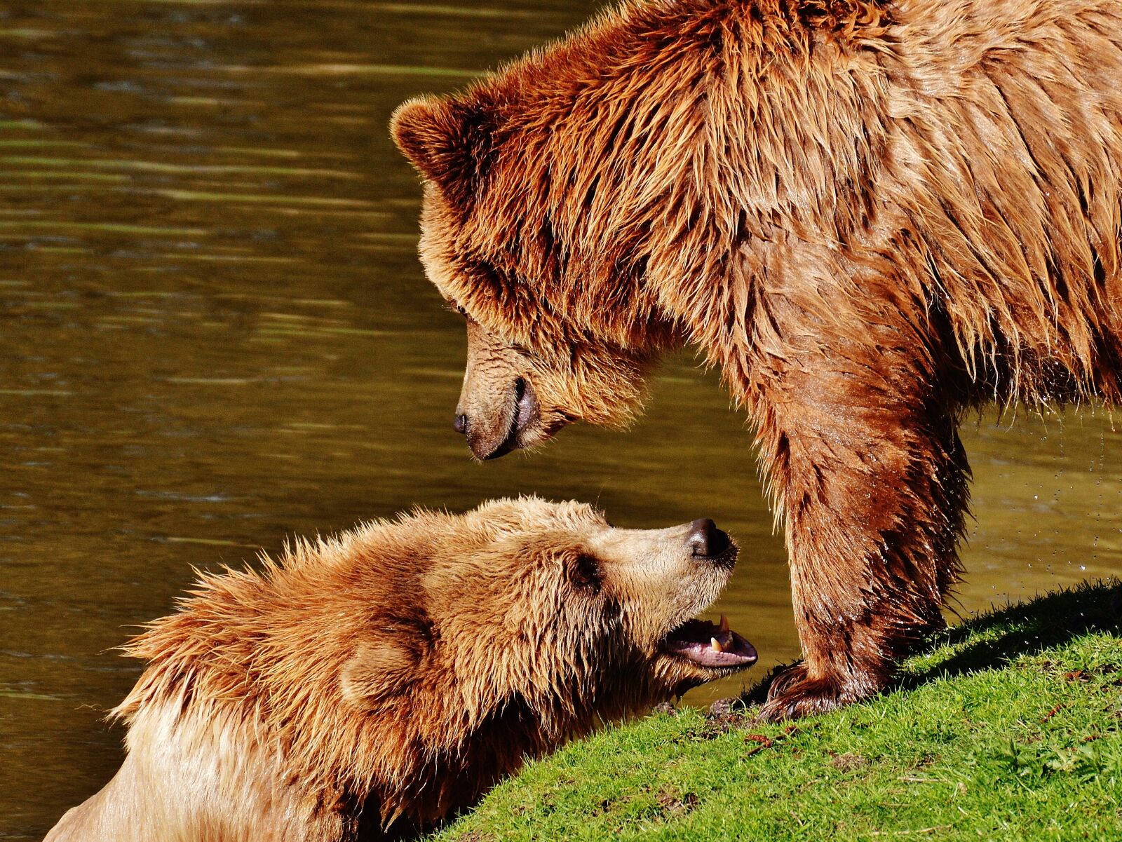Nikon D3200 sample photo. Bear, wildpark poing, play photography