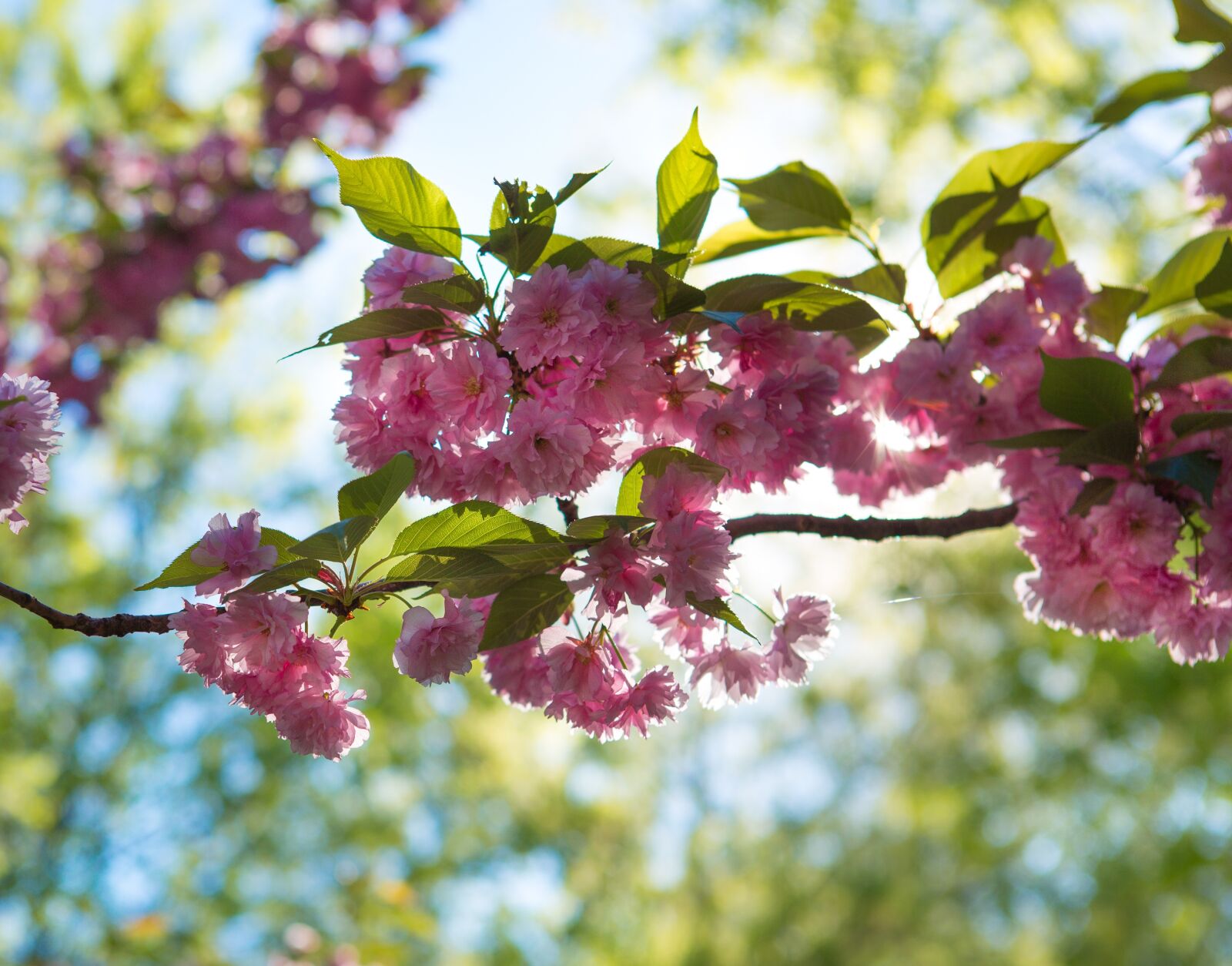 Canon EF 24-70mm F2.8L USM sample photo. Sakura, flower, tree photography