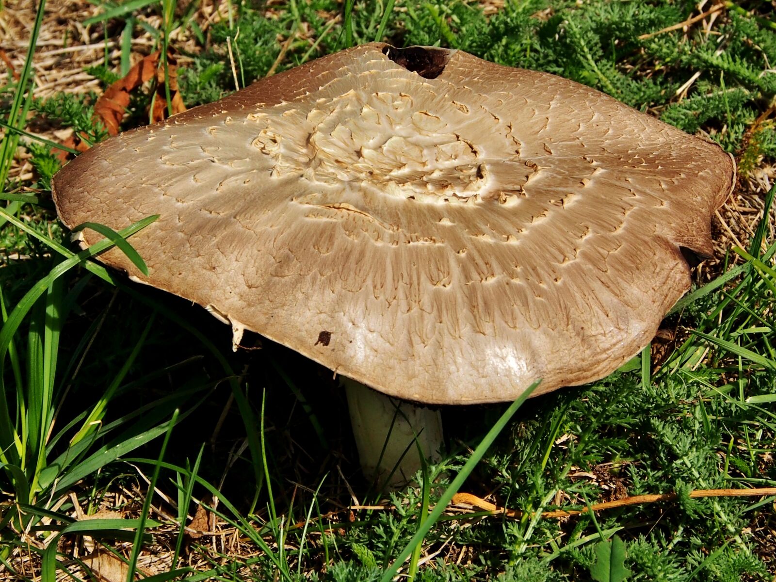 Olympus OM-D E-M5 sample photo. Mushroom, autumn, garden photography