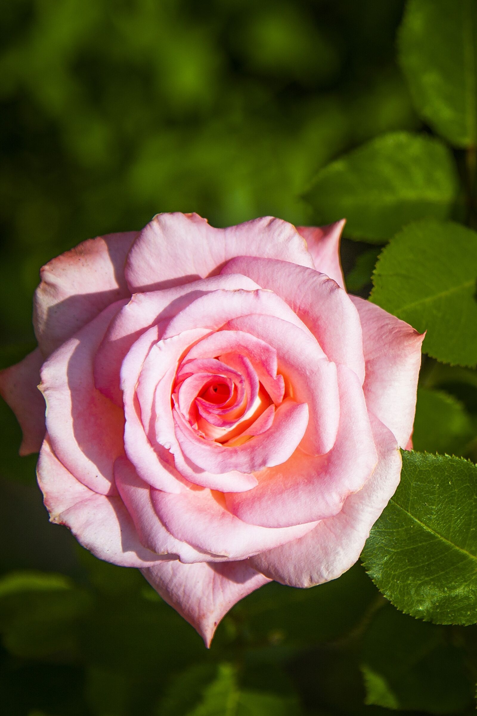 Canon EOS 5D Mark II sample photo. Plant, flower, blossom photography