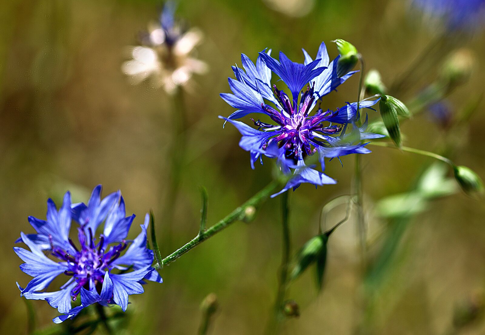 Canon EOS 5D Mark II sample photo. Cornflower, flower, a flower photography
