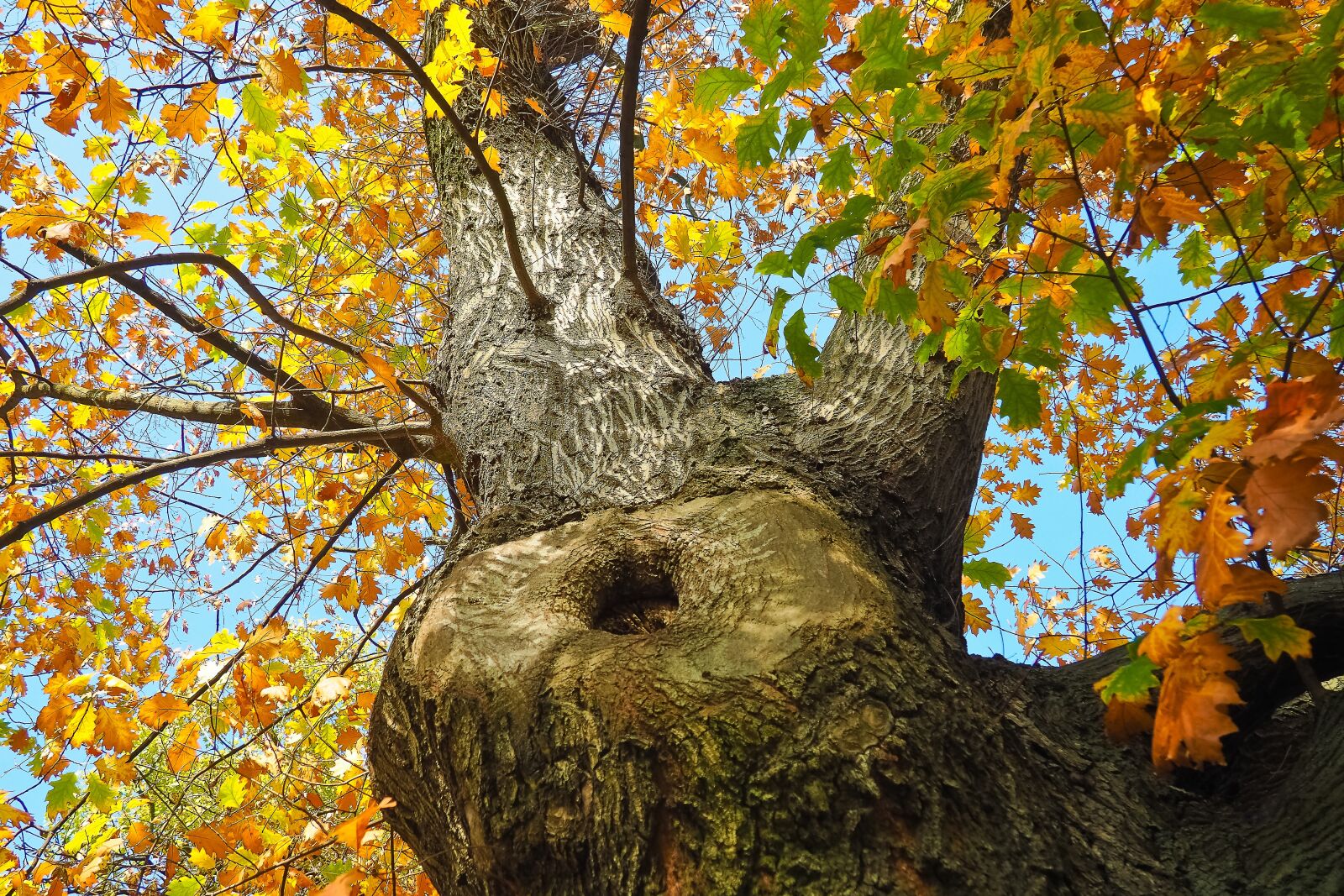 Olympus OM-D E-M10 sample photo. Tree, crown, nature photography