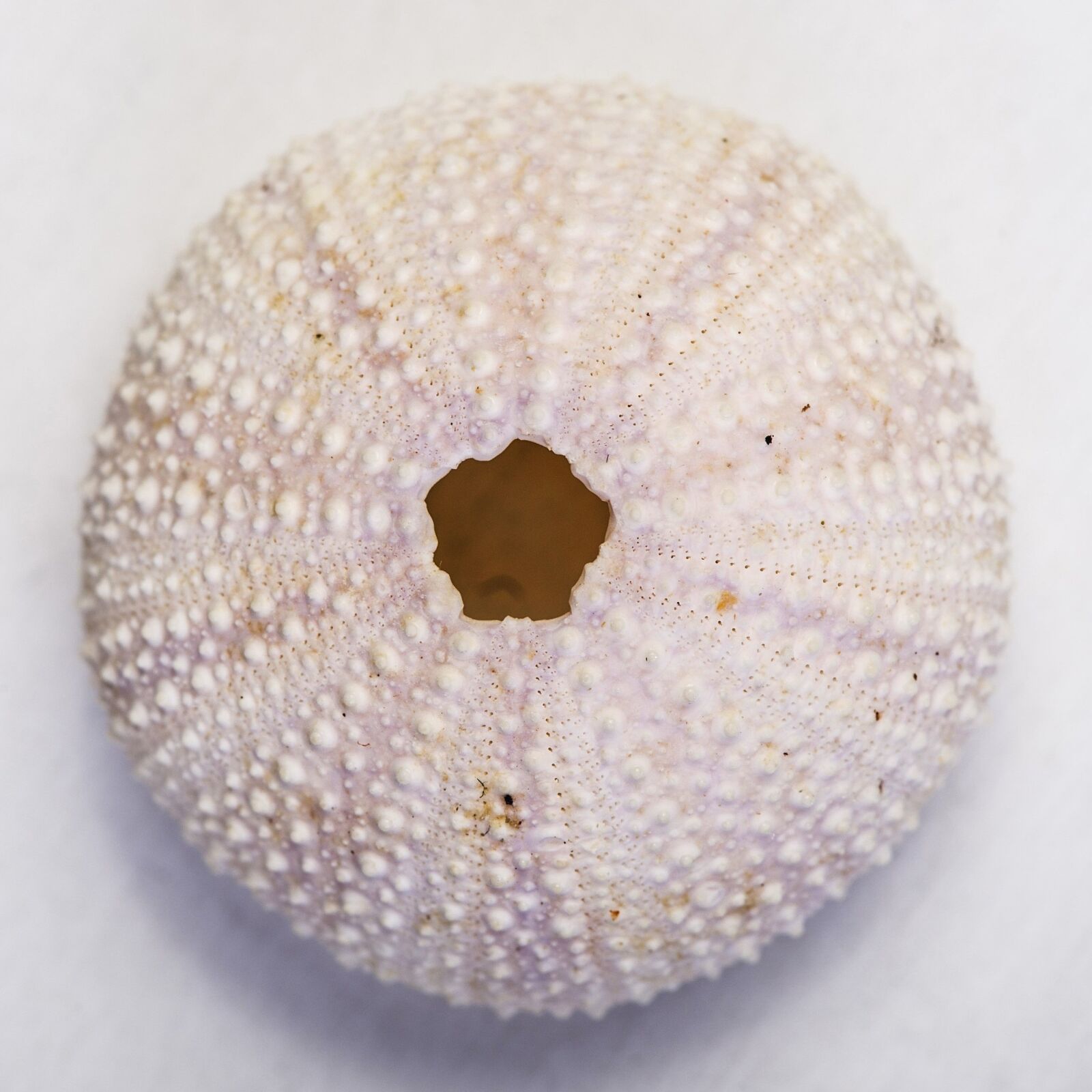 Canon EOS 6D + Canon EF 100mm F2.8 Macro USM sample photo. Macro, detail, hedgehog photography