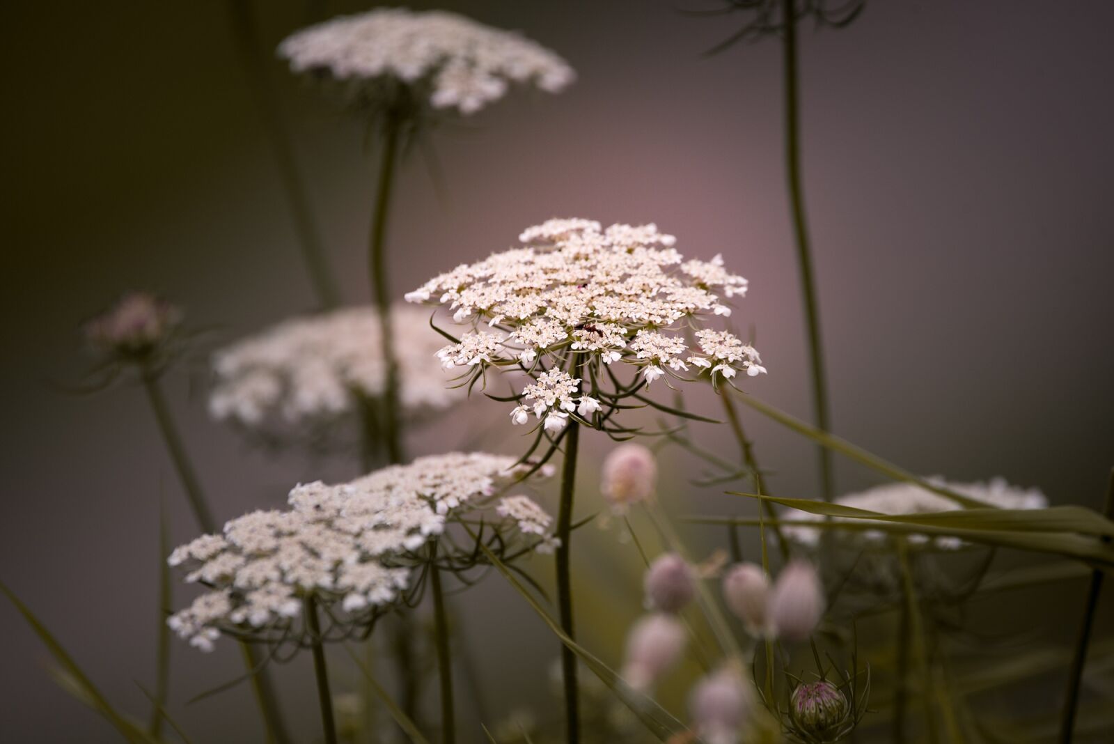 Nikon D750 sample photo. Wild carrot, flowers, white photography