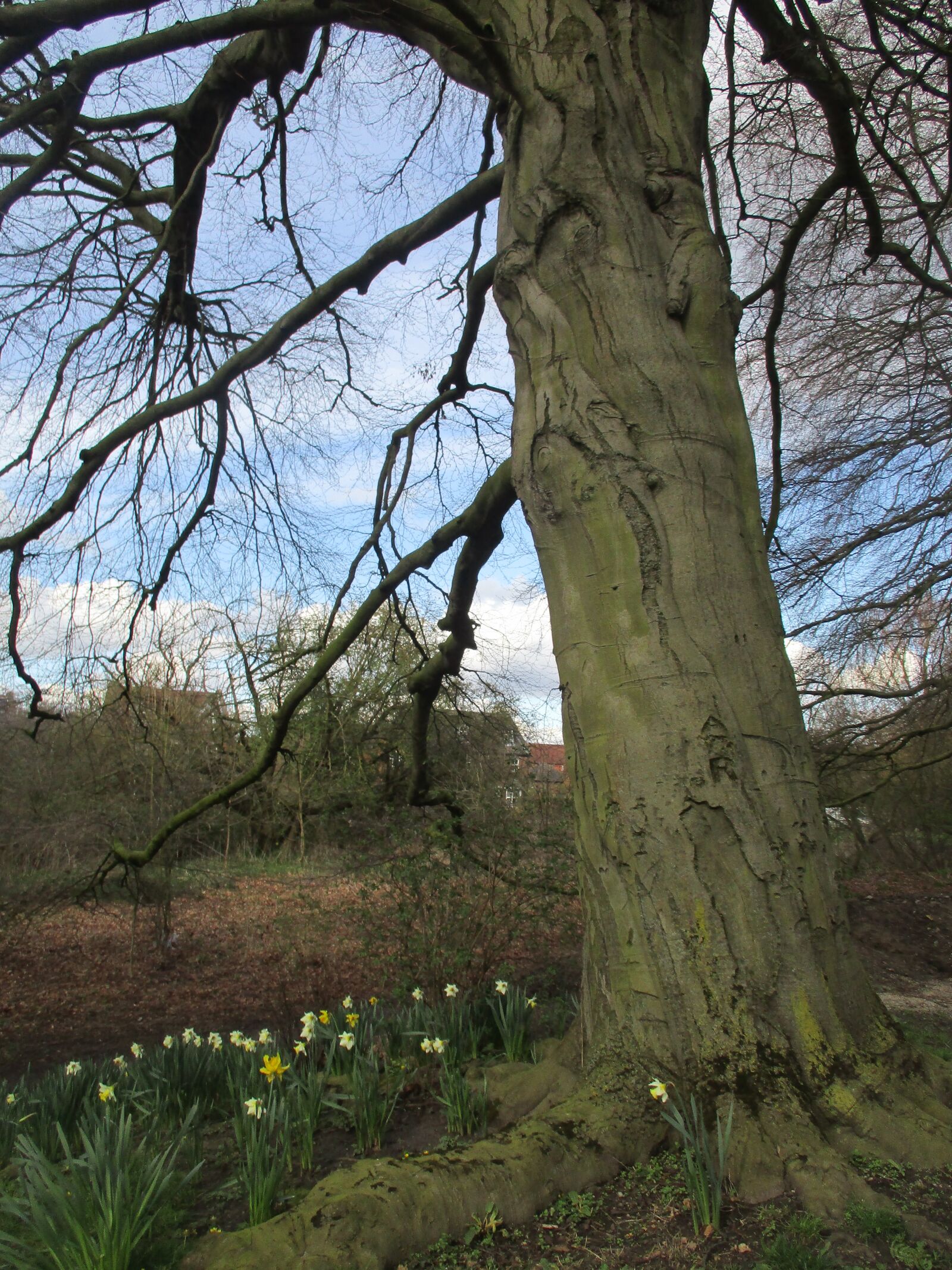 Canon PowerShot ELPH 160 (IXUS 160 / IXY 150) sample photo. Tree, spring, daffodils photography