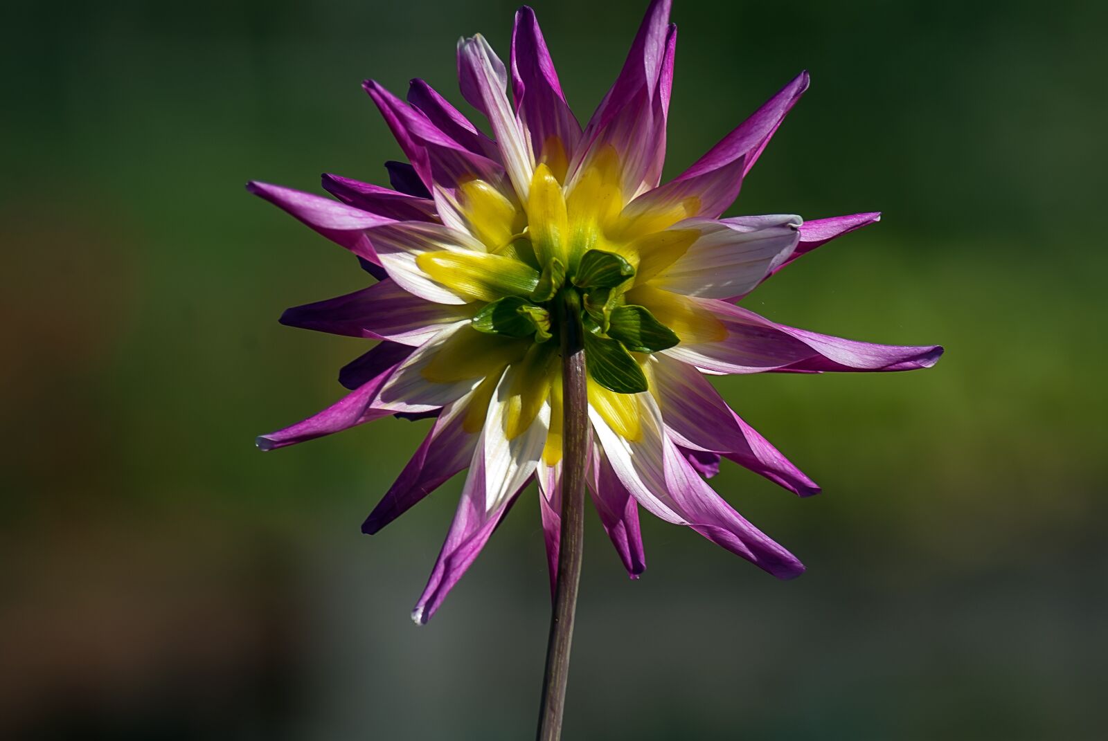 Nikon D3000 sample photo. Dahlia, flower, color photography