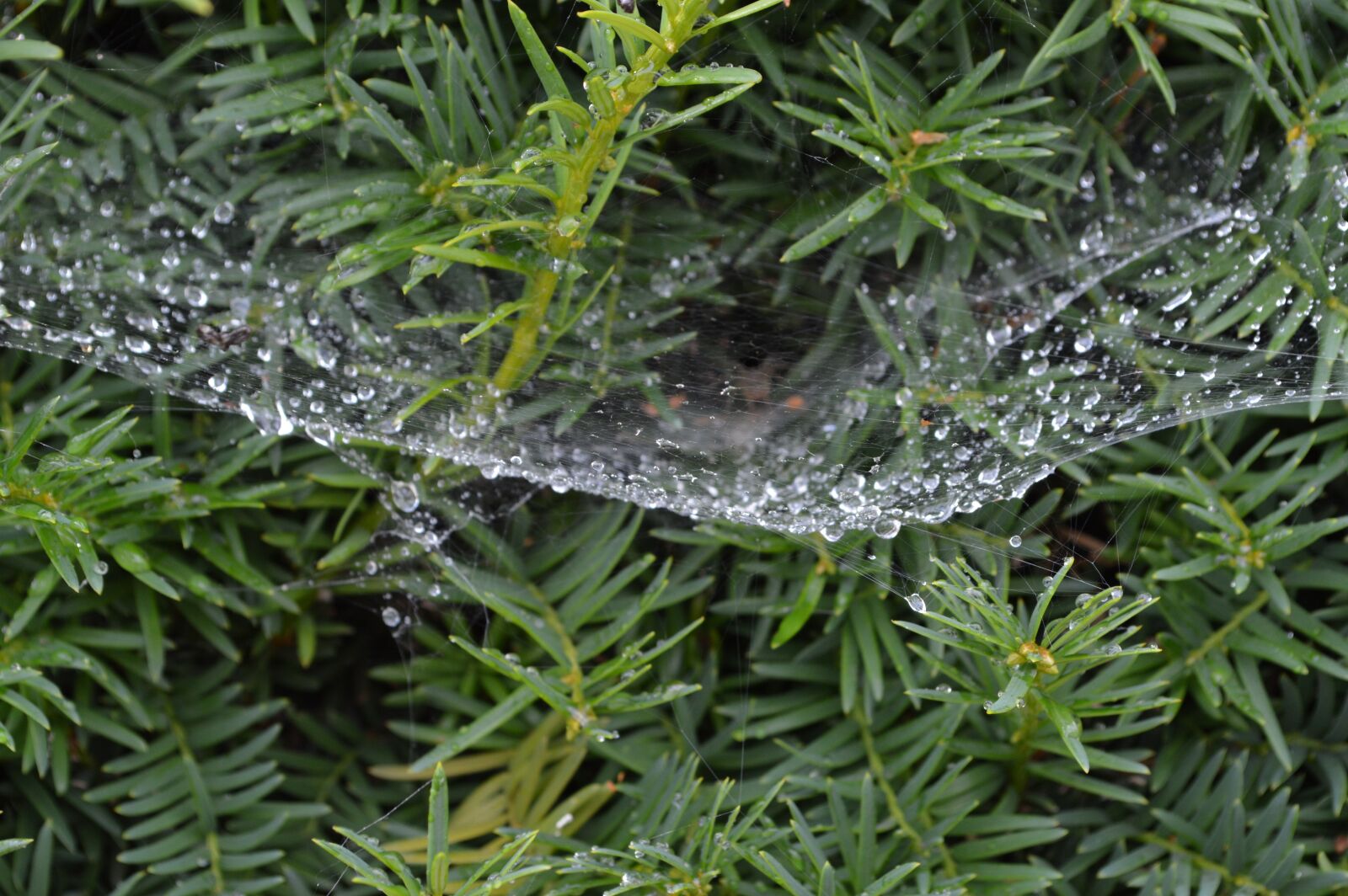 Nikon D3200 sample photo. Drops, spider web, green photography