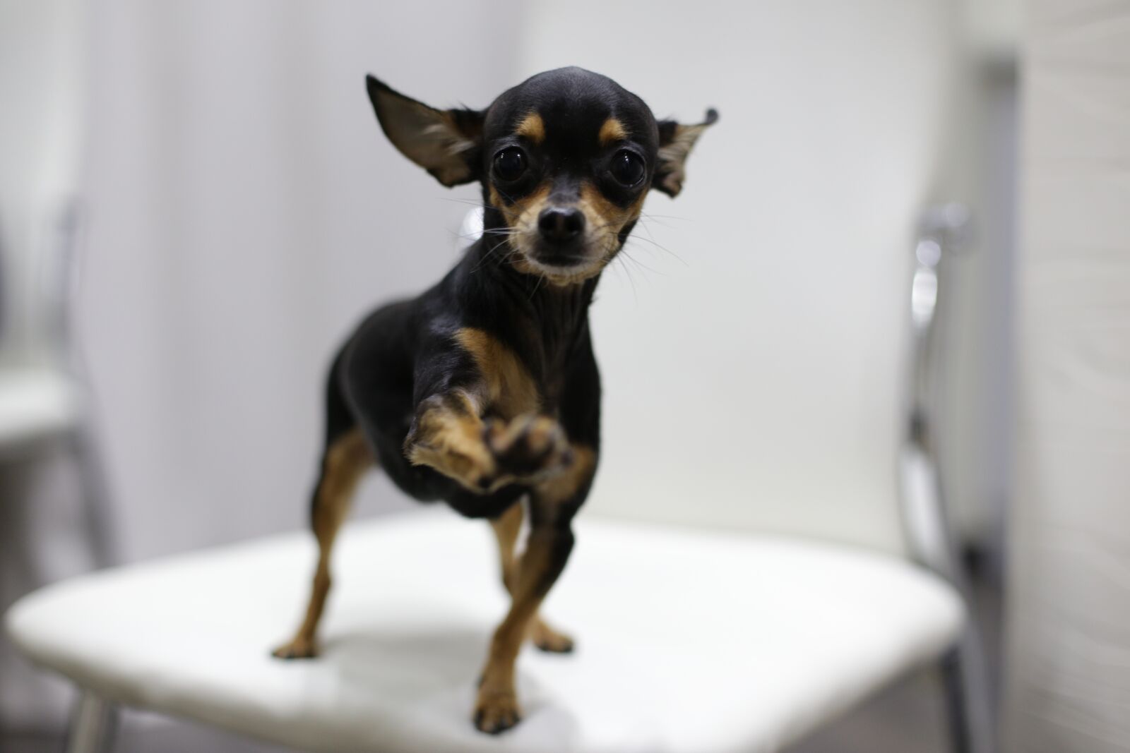 Canon EOS 6D + Canon EF 50mm F1.4 USM sample photo. Dog, toy terrier, pets photography