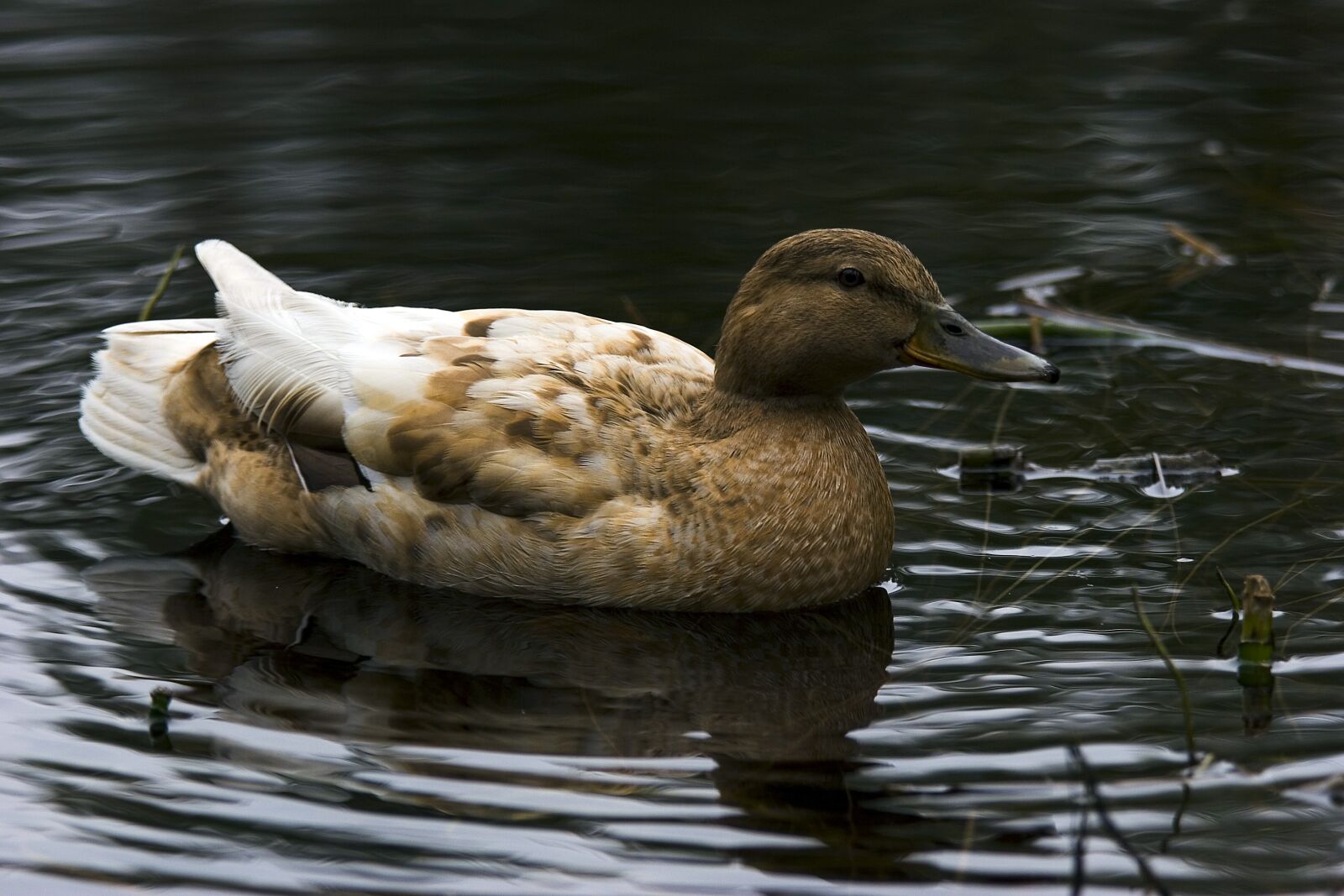 Canon EOS 20D sample photo. Ends, birds photography