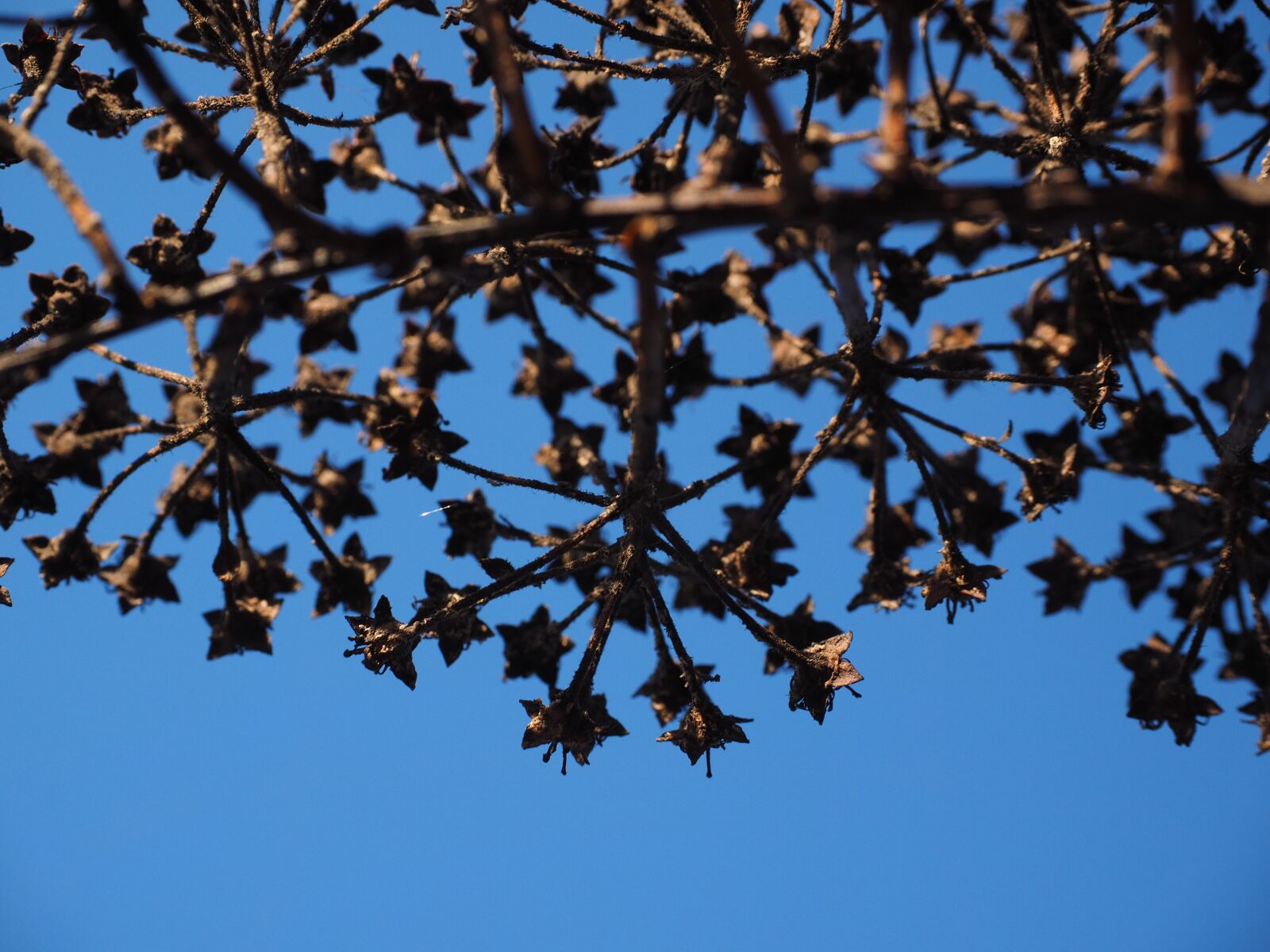 Olympus OM-D E-M1 + Olympus M.Zuiko Digital ED 12-40mm F2.8 Pro sample photo. Ornamental shrub, withered, dry photography