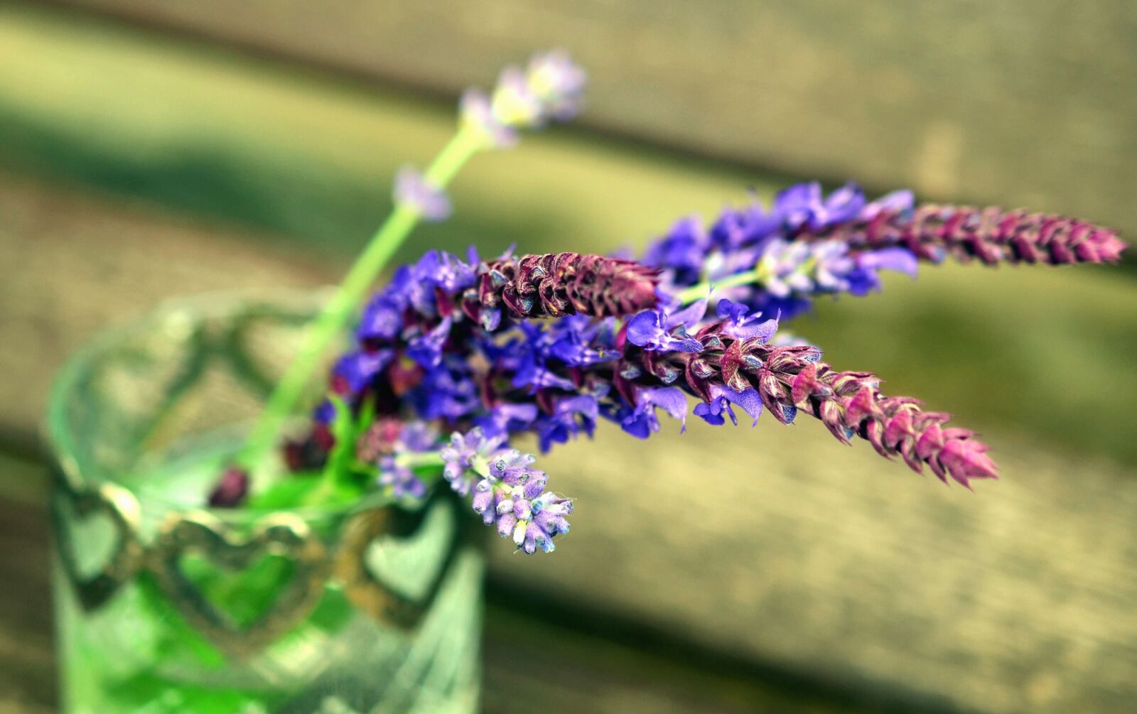 Nikon D5100 sample photo. Lavender, flower, flowering, spice photography
