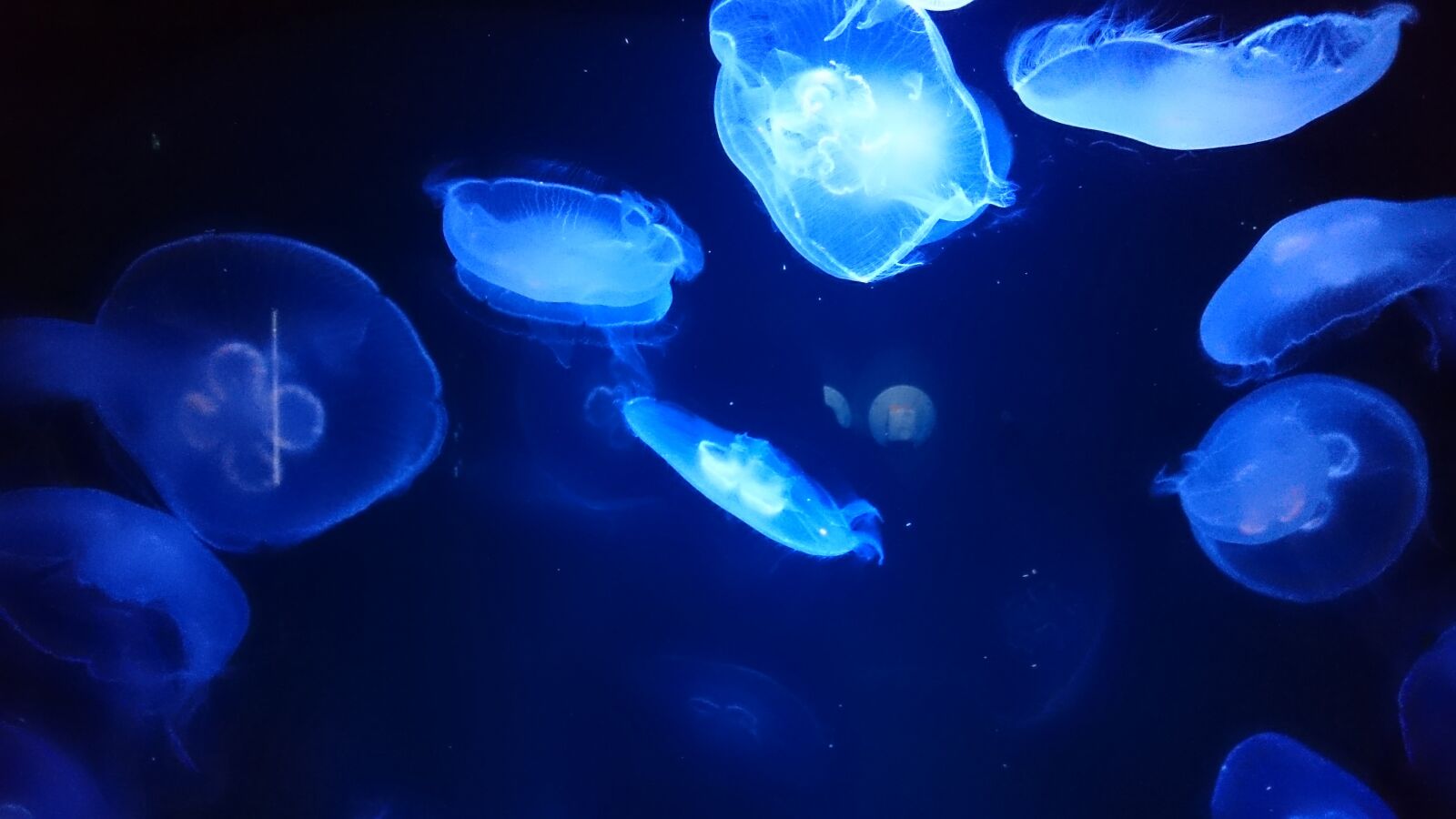 Sony Xperia Z3 sample photo. Jellyfish, aquarium, underwater photography
