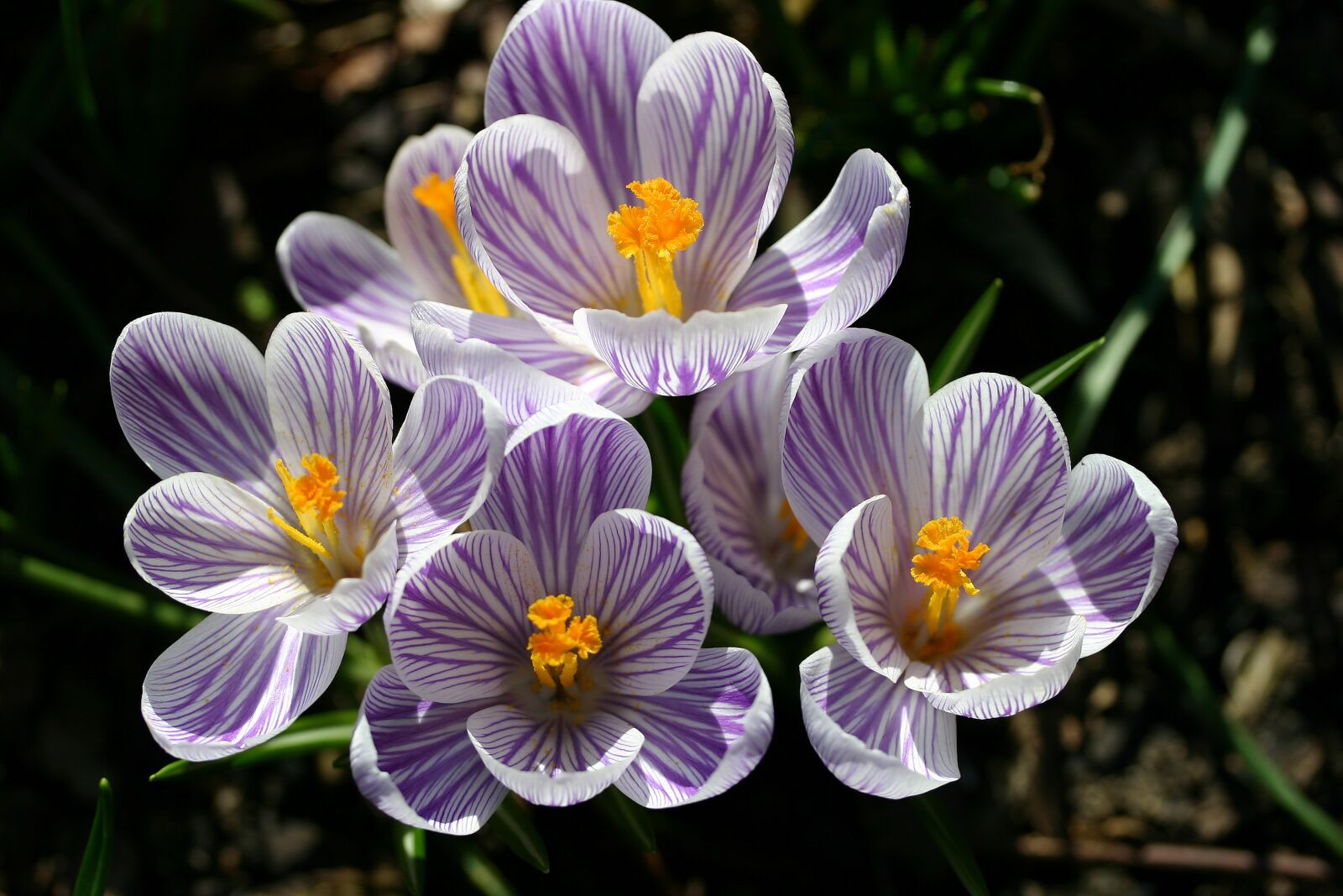 Canon EOS 300D (EOS Digital Rebel / EOS Kiss Digital) sample photo. Crocus, spring, close up photography