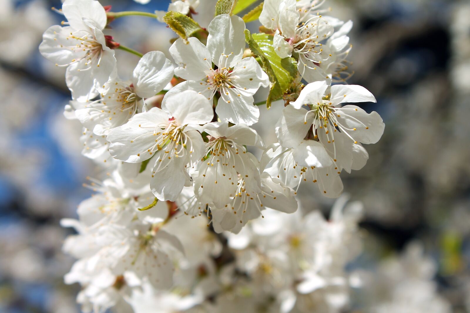 Canon EOS 1100D (EOS Rebel T3 / EOS Kiss X50) sample photo. Spring, flower, white flower photography