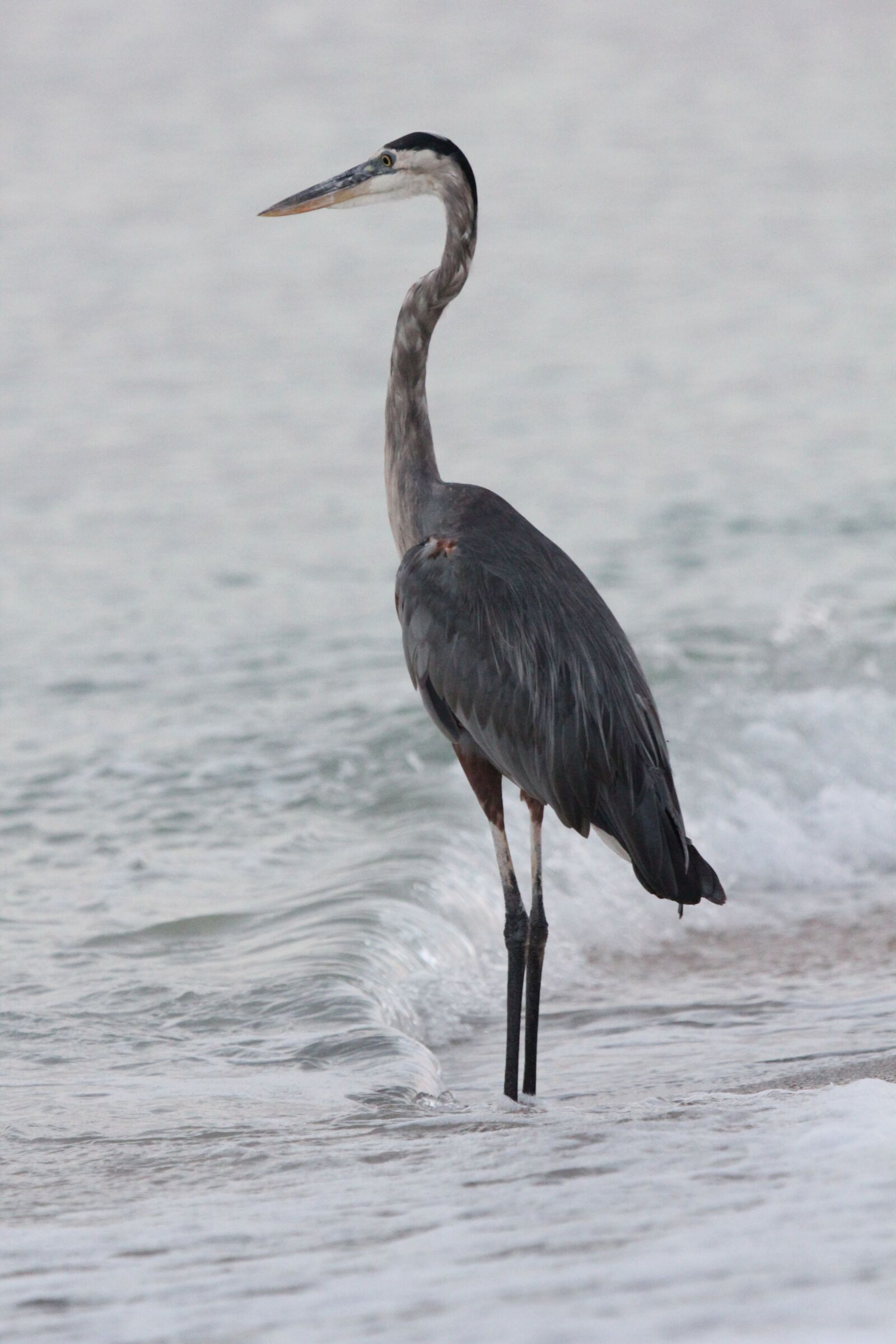 Canon EOS 550D (EOS Rebel T2i / EOS Kiss X4) sample photo. Heron, bird, sea photography