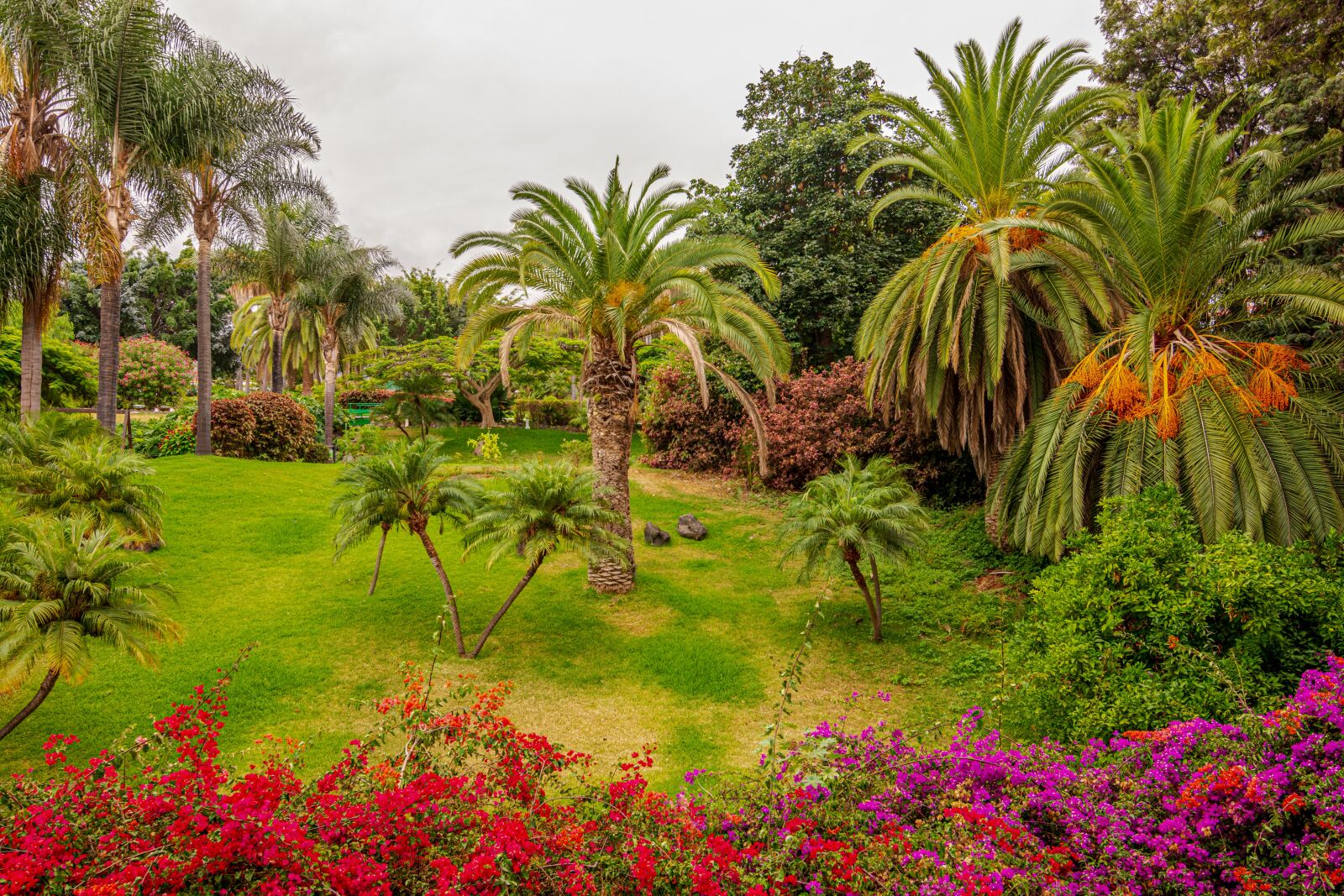 Nikon D7100 sample photo. Garden, palms, vegetation photography