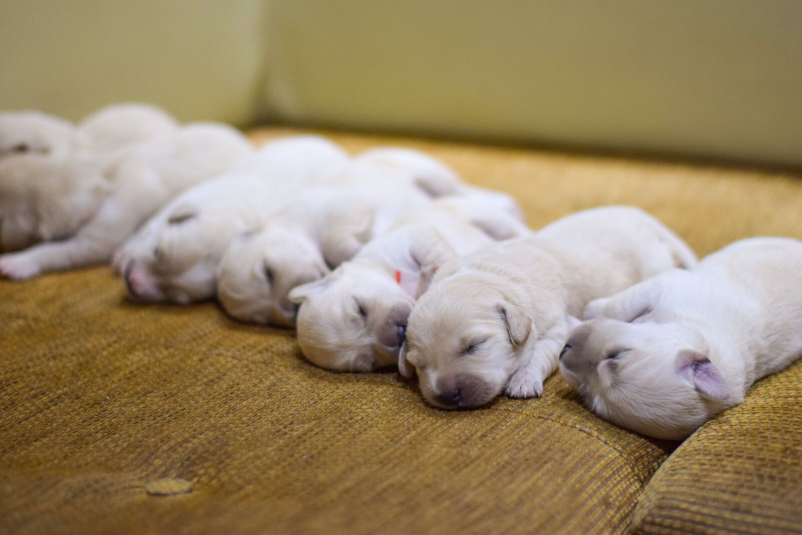 Nikon D3300 sample photo. Pug, puppy, dog photography