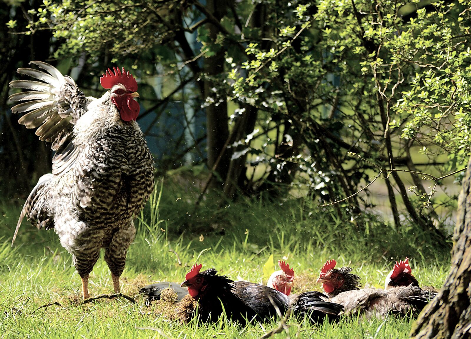 Nikon D3200 sample photo. Hahn, chickens, bird photography