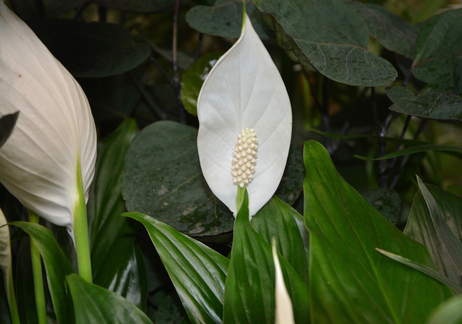 Nikon D5200 sample photo. Flower, plant, spathiphyllum white photography