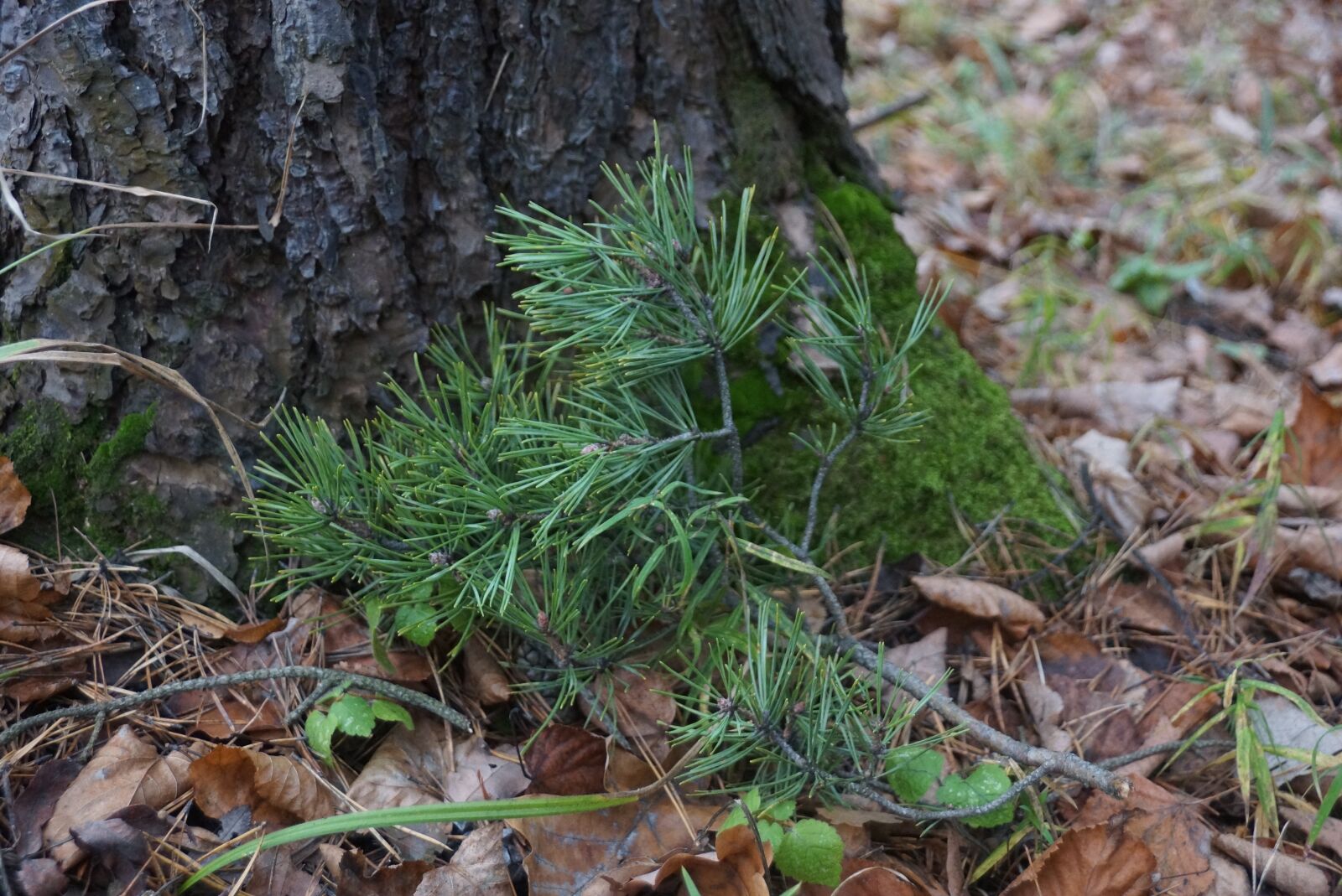 Sony DT 18-250mm F3.5-6.3 sample photo. Trees, green, pine photography