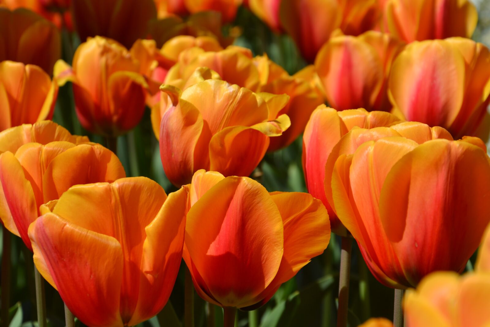 Nikon D3100 sample photo. Tulips, flowers, spring photography