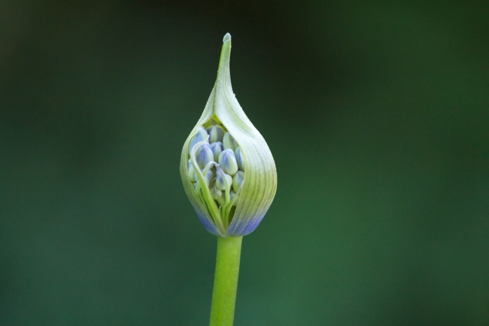 Canon EOS 550D (EOS Rebel T2i / EOS Kiss X4) sample photo. Agapanthus, inflorescence, flora photography