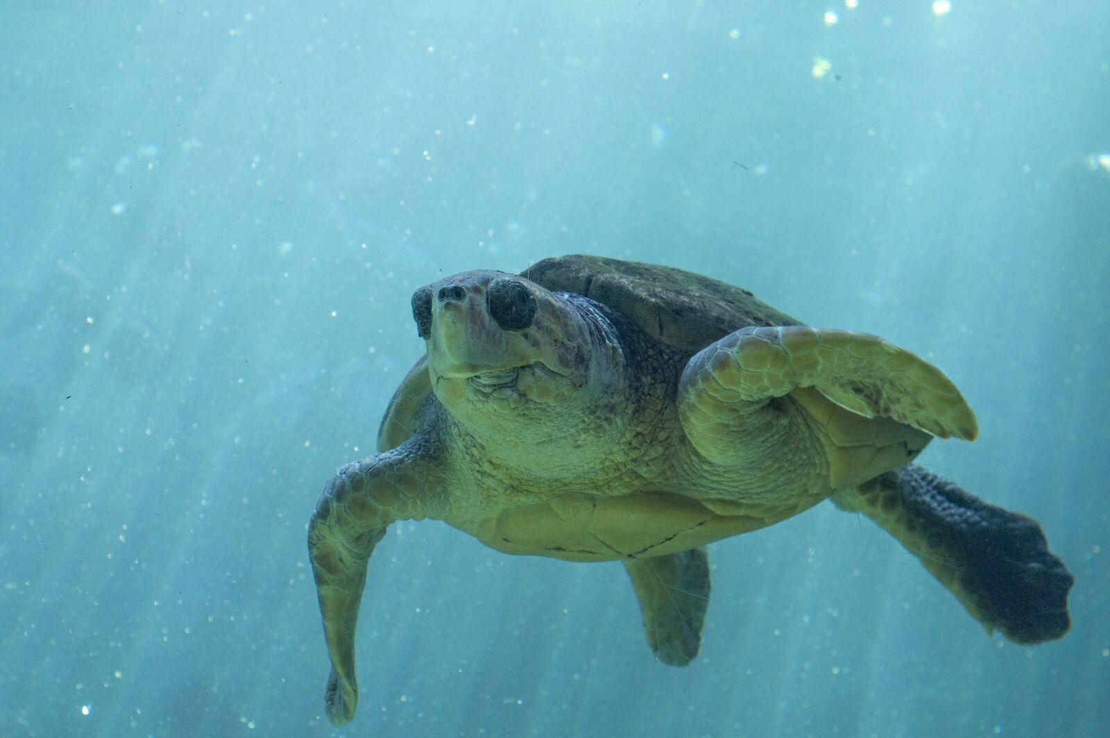 Nikon D90 sample photo. Sea, turtle, ocean photography