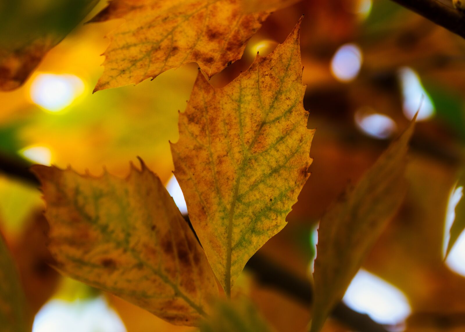 Canon EOS 200D (EOS Rebel SL2 / EOS Kiss X9) sample photo. Leaves, sycamore, yellow photography