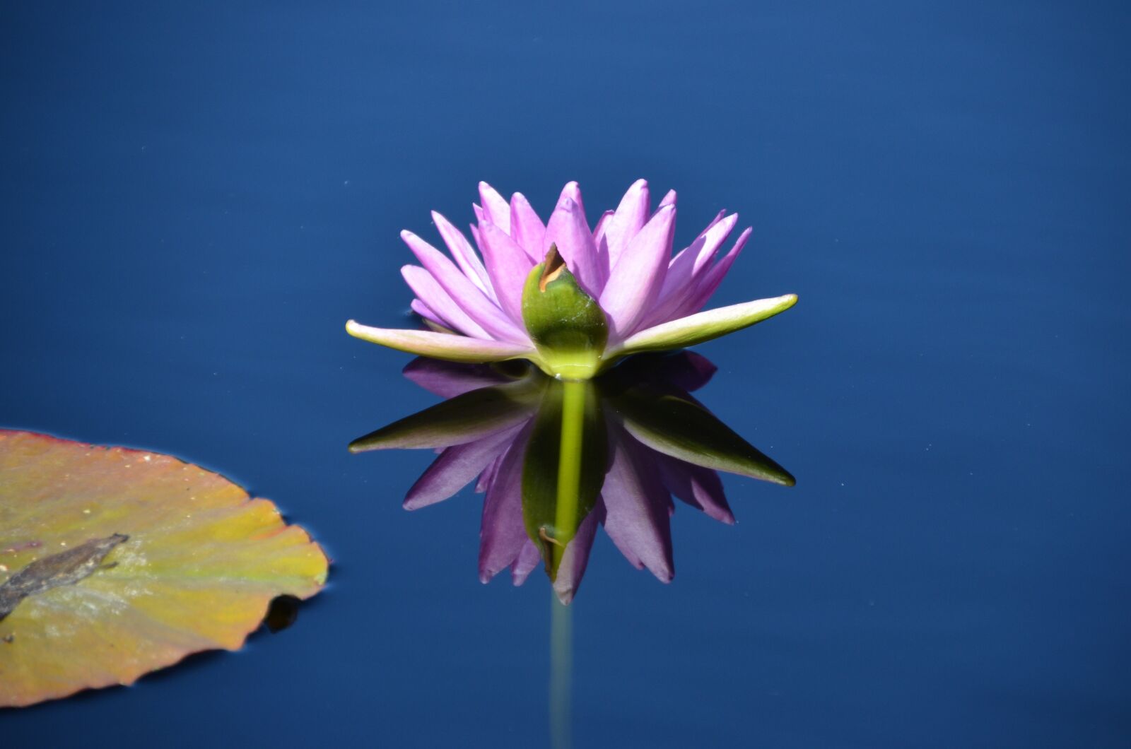 Nikon D5100 sample photo. Lily pad, water, water photography