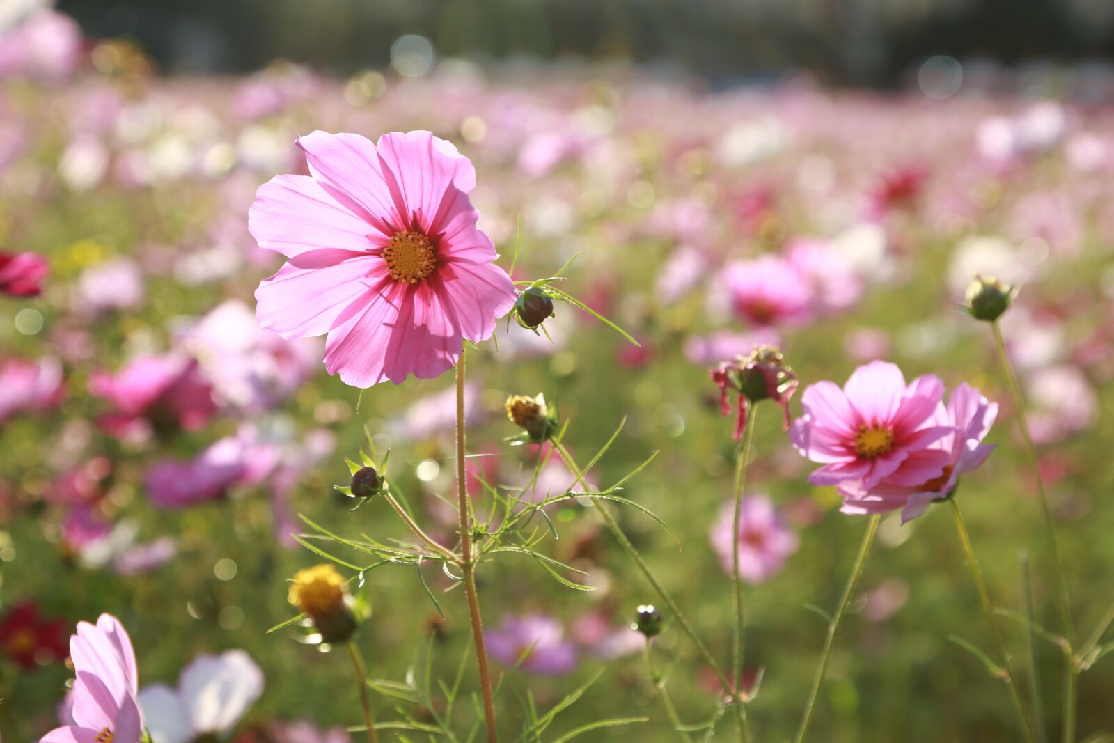 Canon EOS 6D + Canon EF 24-105mm F4L IS USM sample photo. Cosmos, flowers, nature photography