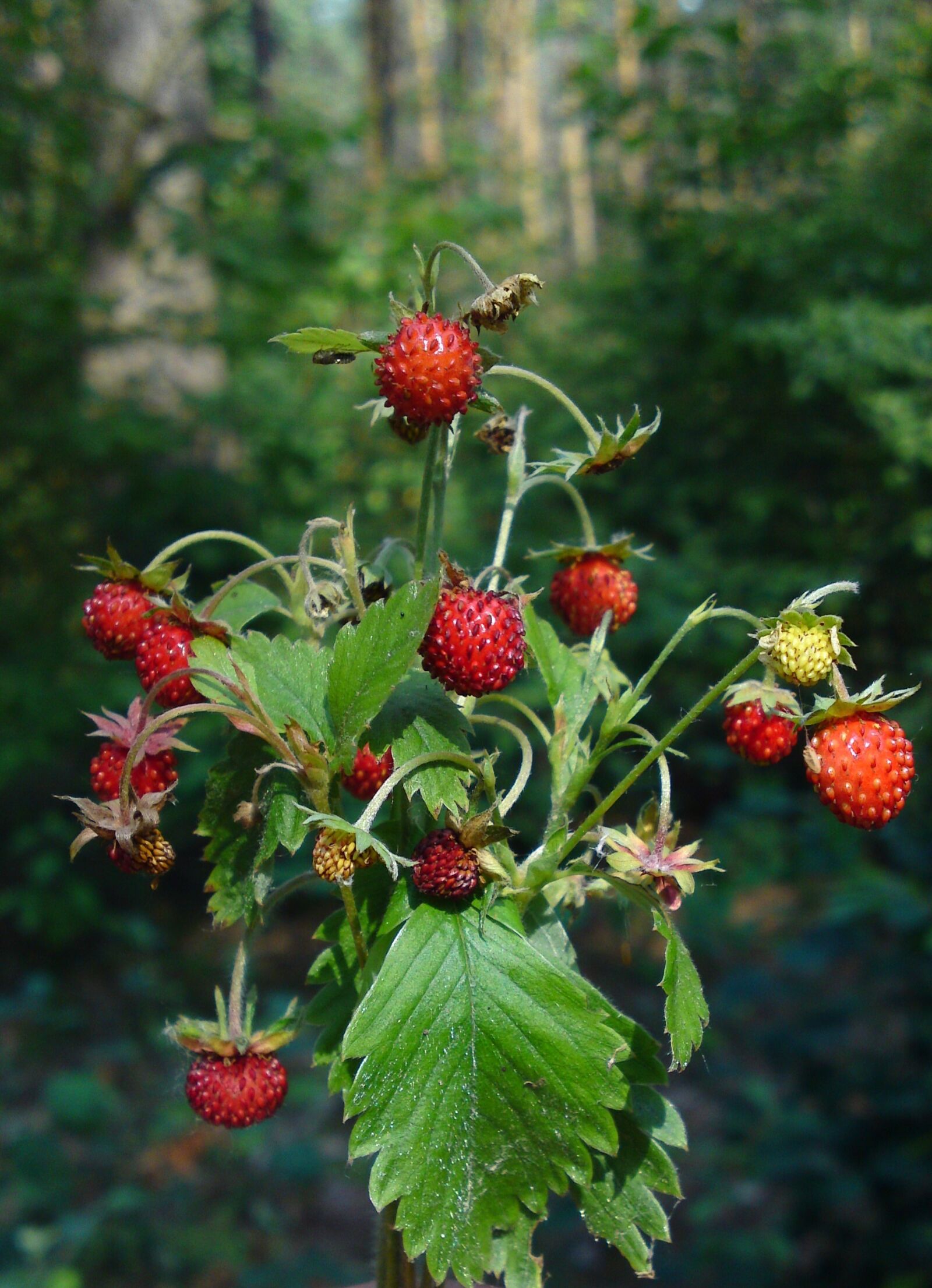 Sony Ericsson U1i sample photo. Wild strawberry, berry, forest photography