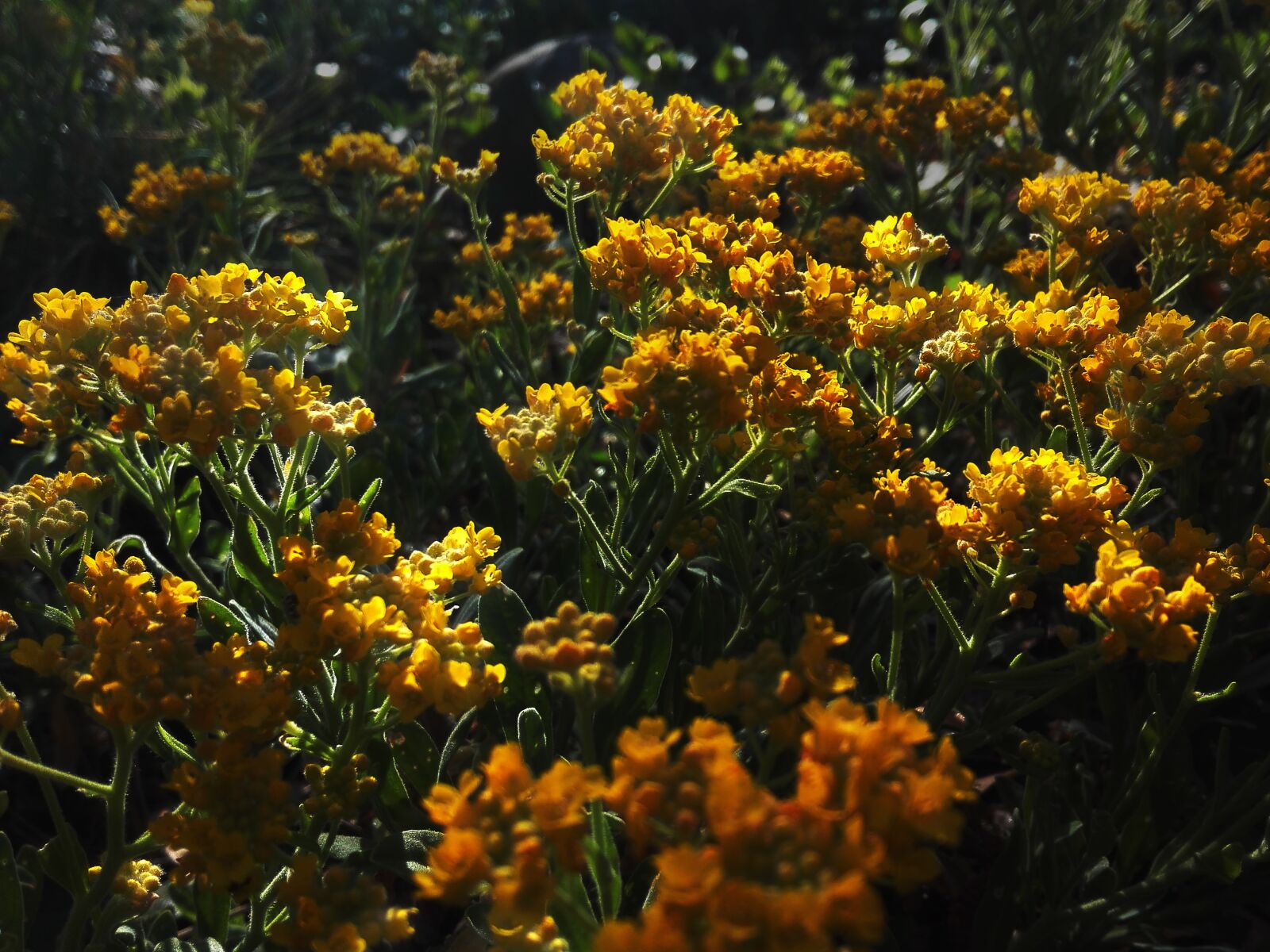 HUAWEI P8 Lite sample photo. Flowers, yellow, green photography