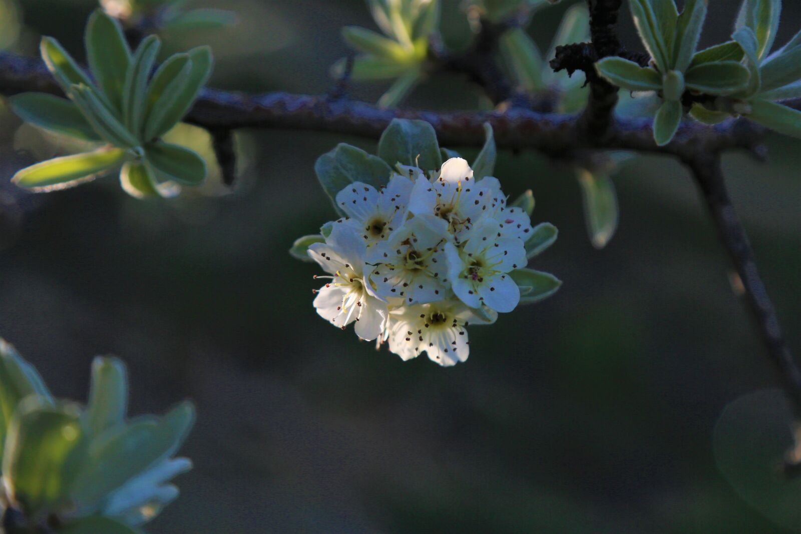 Canon EOS 5D Mark III sample photo. Flower, nature, plant photography