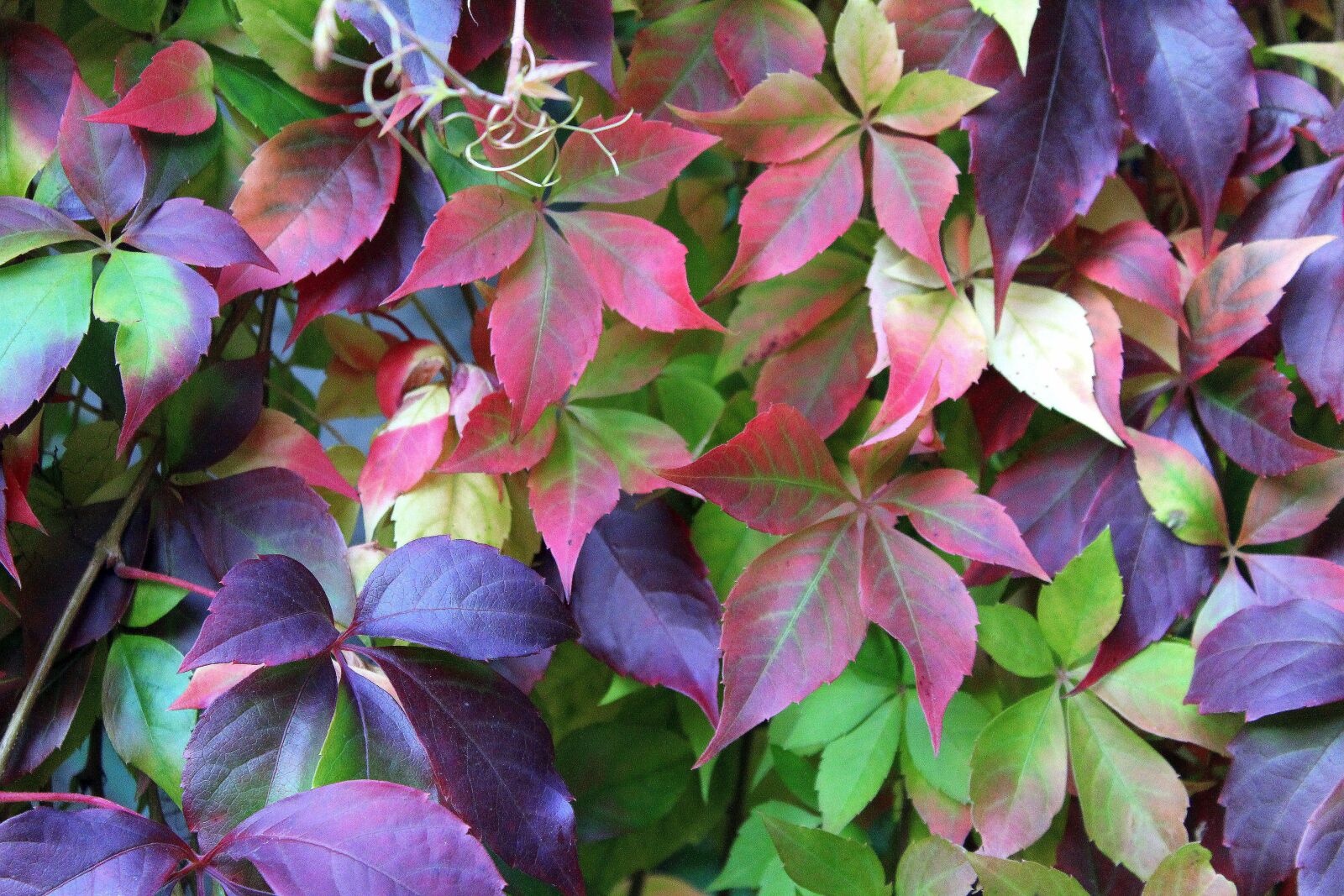Canon EOS 1200D (EOS Rebel T5 / EOS Kiss X70 / EOS Hi) sample photo. Virginia creeper, vines, wild photography