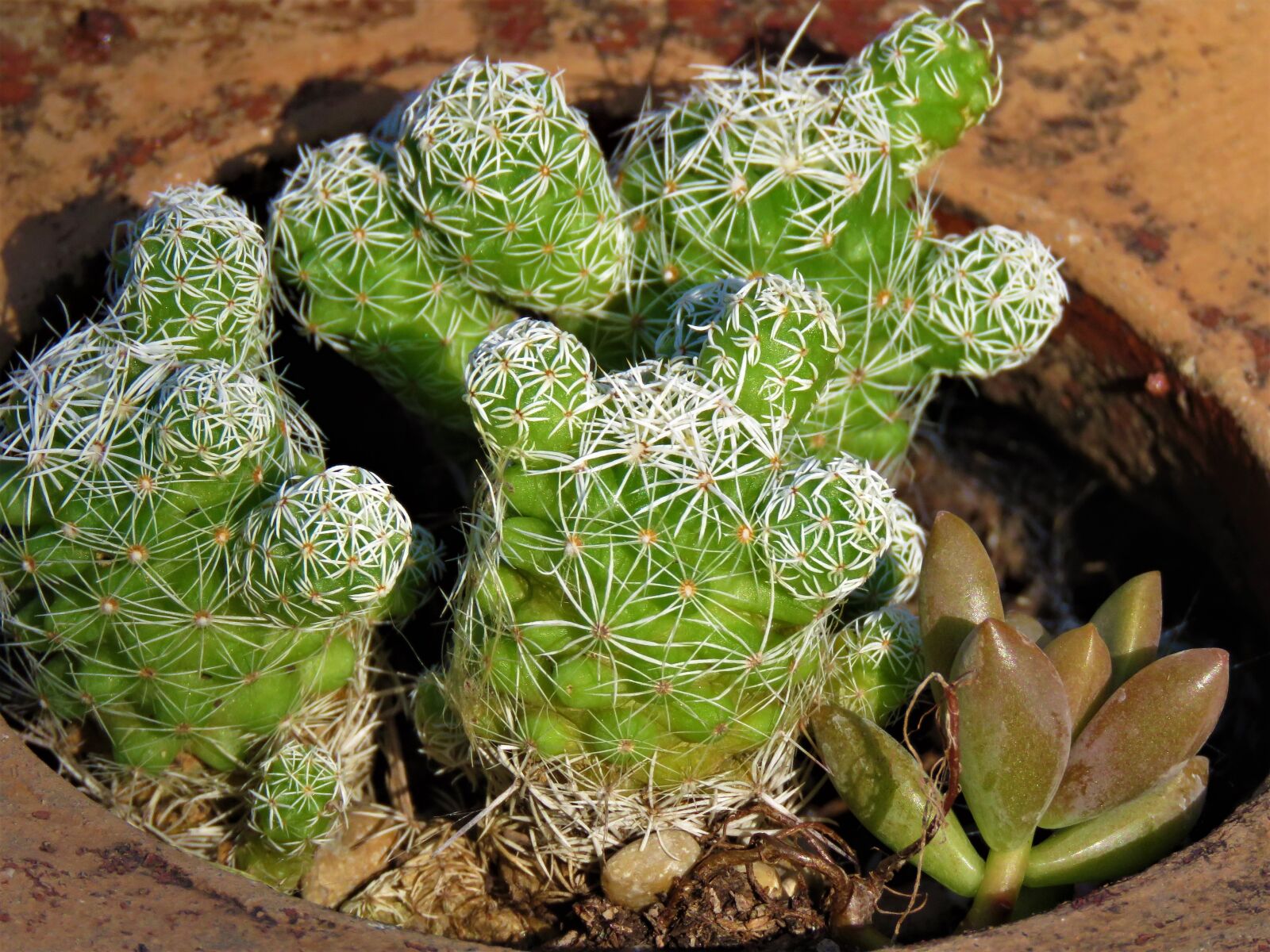 Canon PowerShot SX60 HS sample photo. Cactus, potted, garden photography