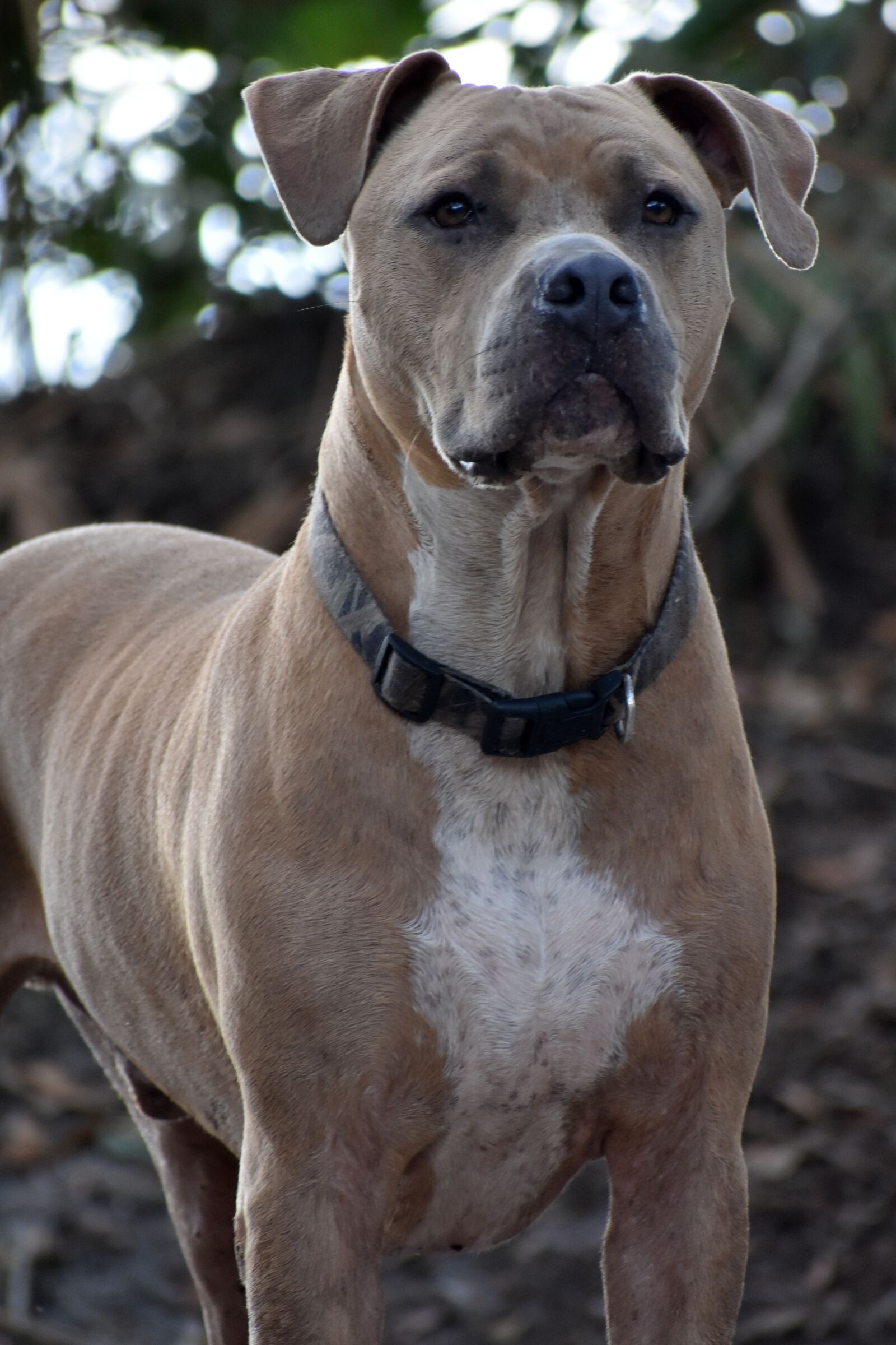 Nikon D3400 sample photo. Pitbull, dog, brown photography