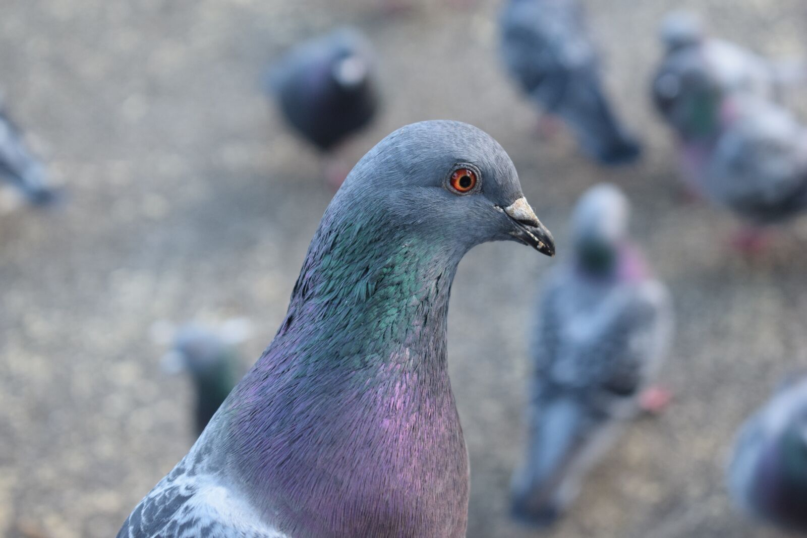 Nikon D5300 sample photo. Pigeon, dove, bird photography