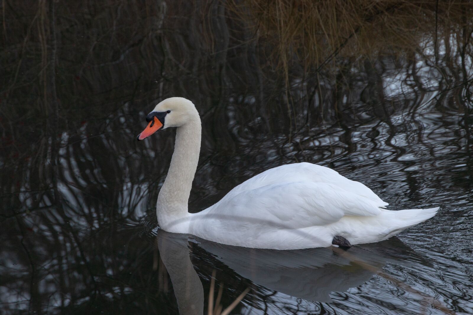 Canon EOS 6D Mark II sample photo. Swan, lake, water photography