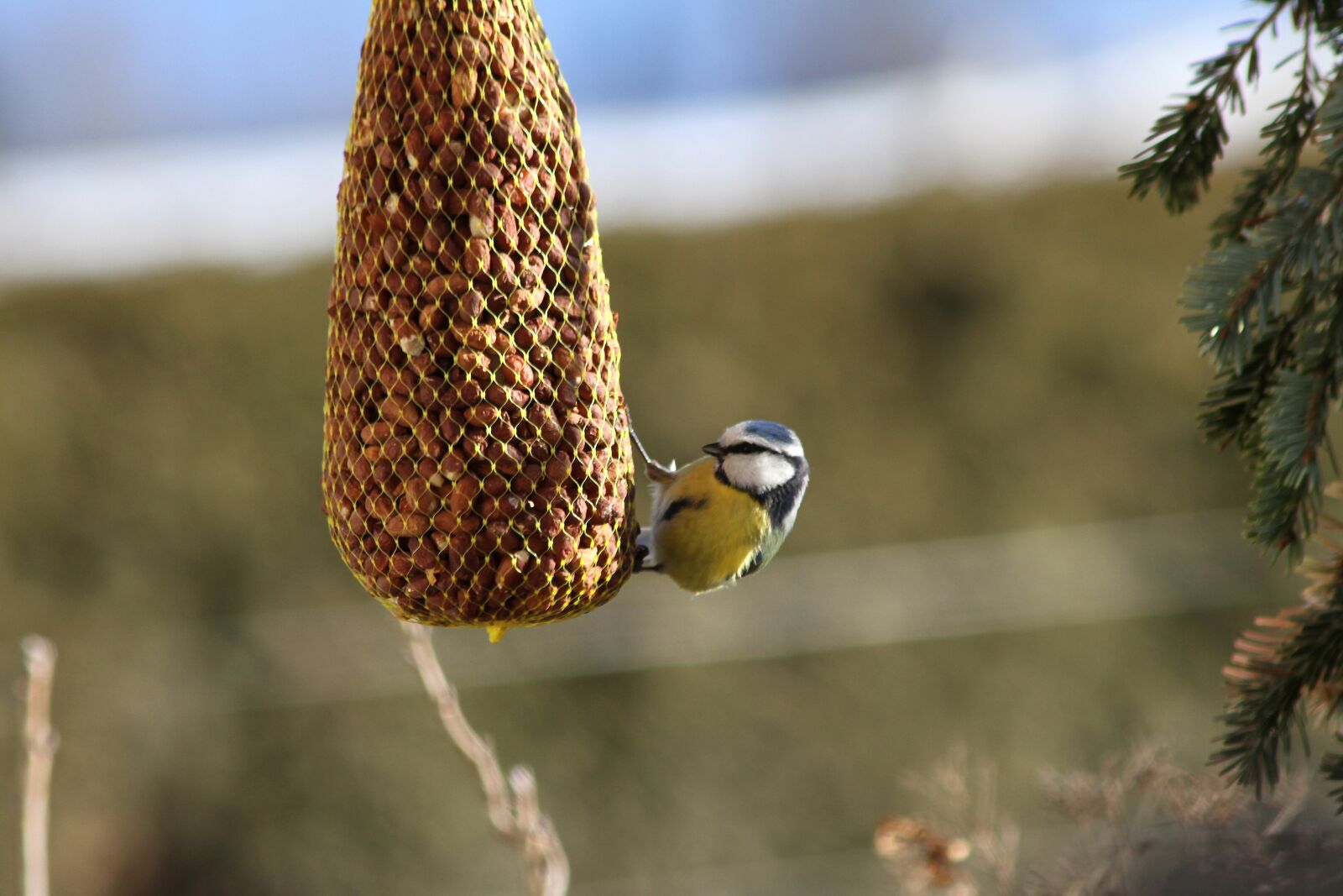 Canon EOS 7D sample photo. Bird, blue tit, tit photography