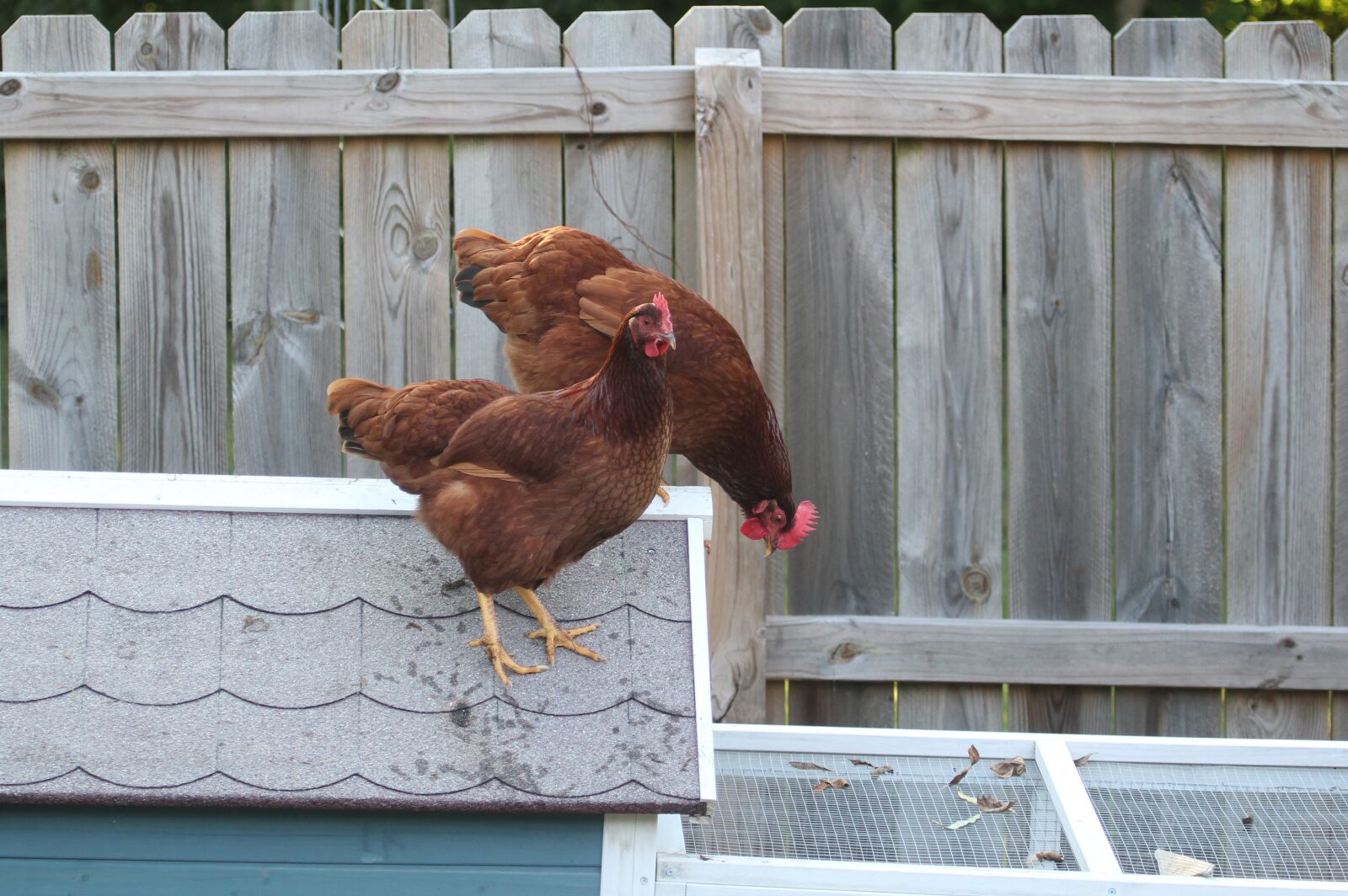 Canon EOS 550D (EOS Rebel T2i / EOS Kiss X4) sample photo. Bird, chicken, farm photography