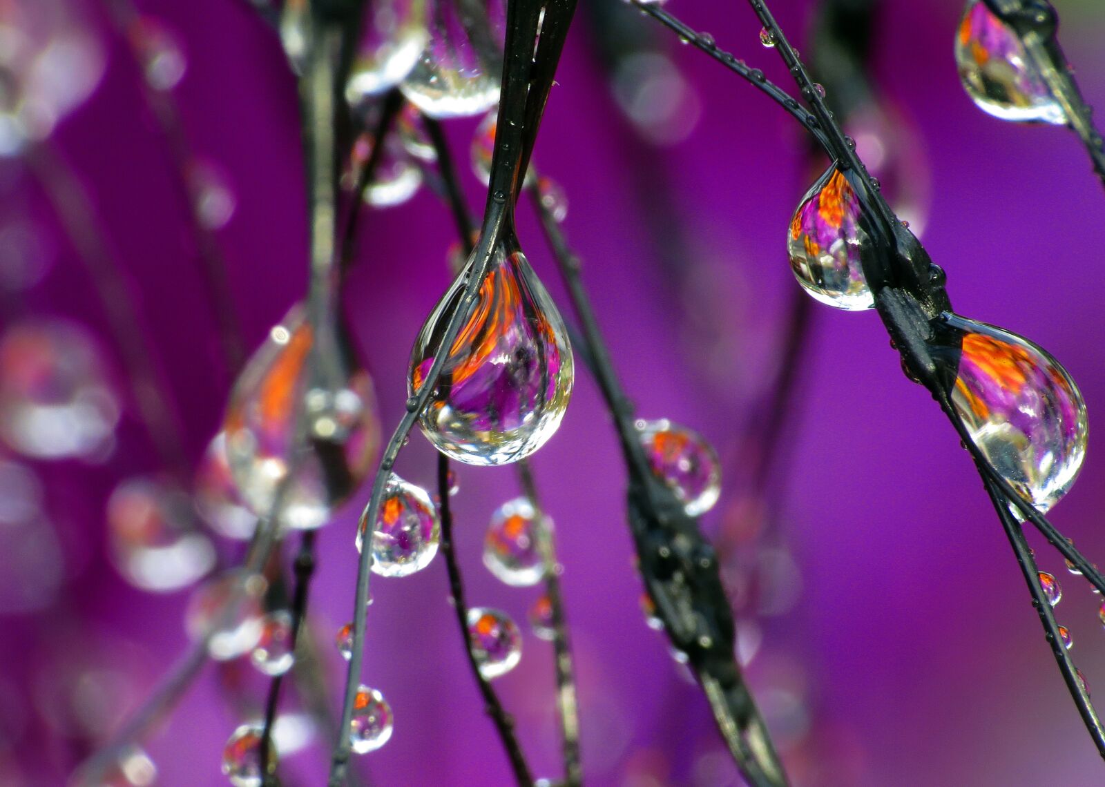 Canon PowerShot SX50 HS sample photo. Water, drop, drip photography