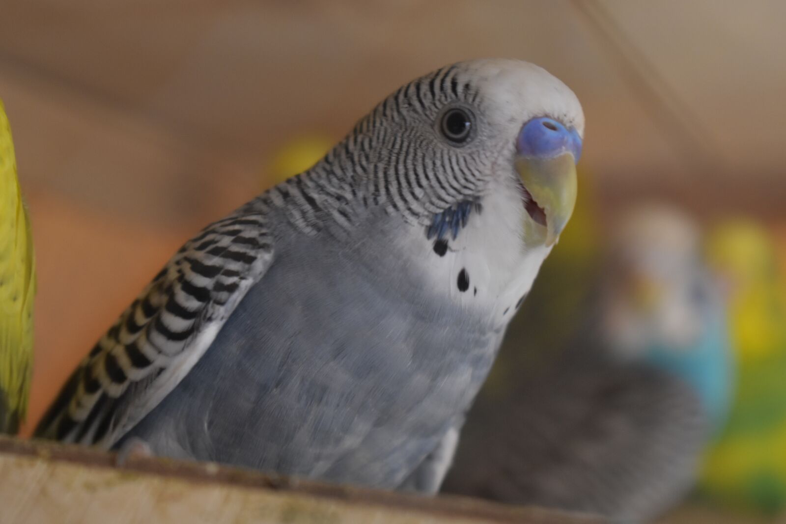 Nikon D3400 sample photo. Parrot, bird, colorful photography