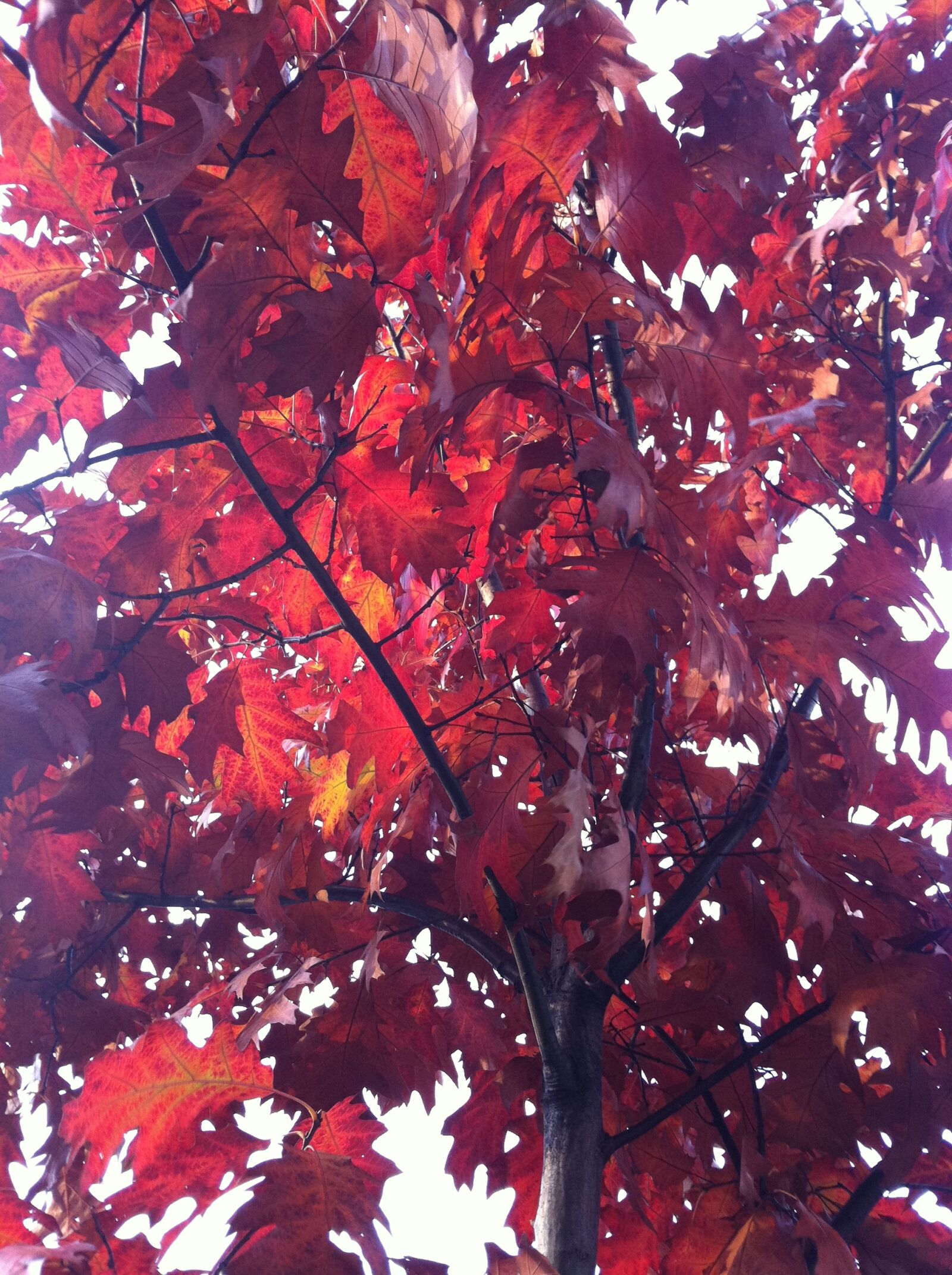 Apple iPhone 4 sample photo