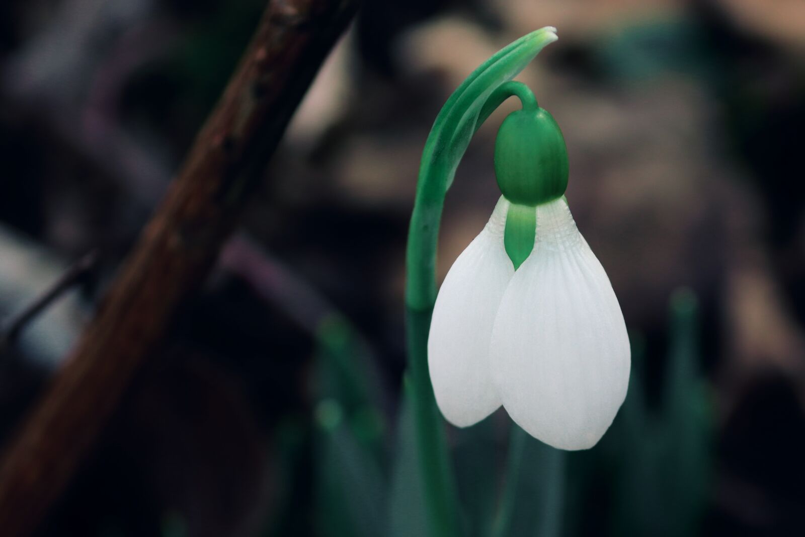 Canon EOS 200D (EOS Rebel SL2 / EOS Kiss X9) sample photo. Snowdrop, individually, spring photography
