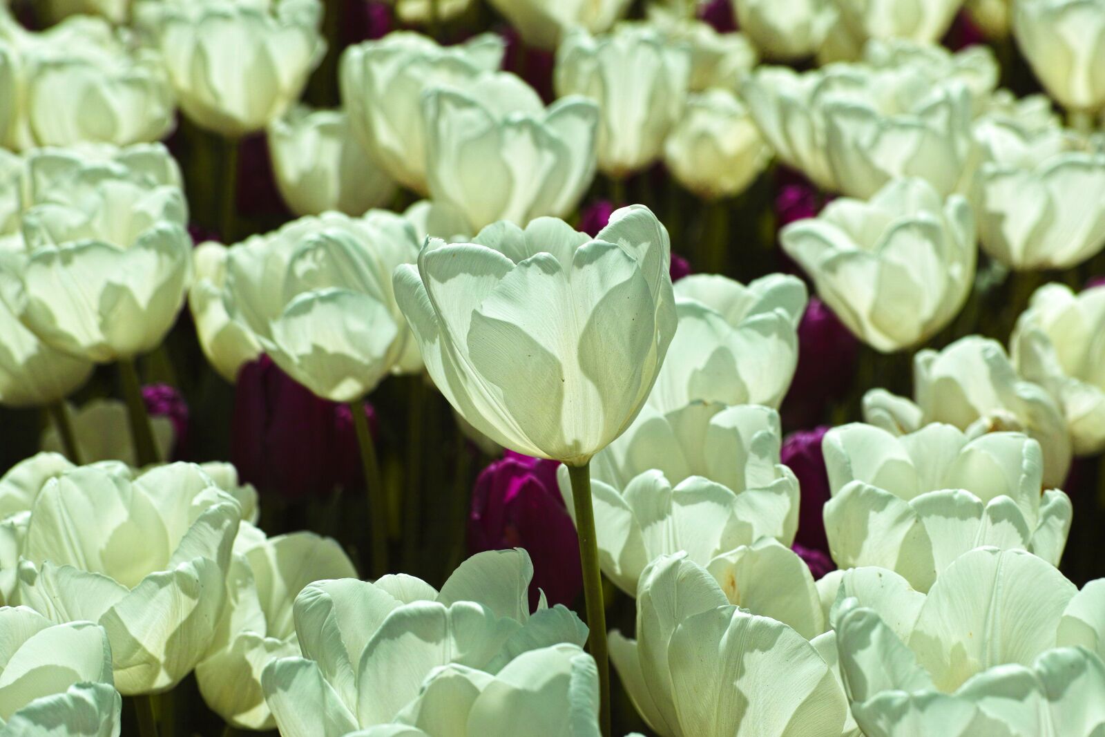 Sigma DP3 Merrill sample photo. White, tulips, flower photography