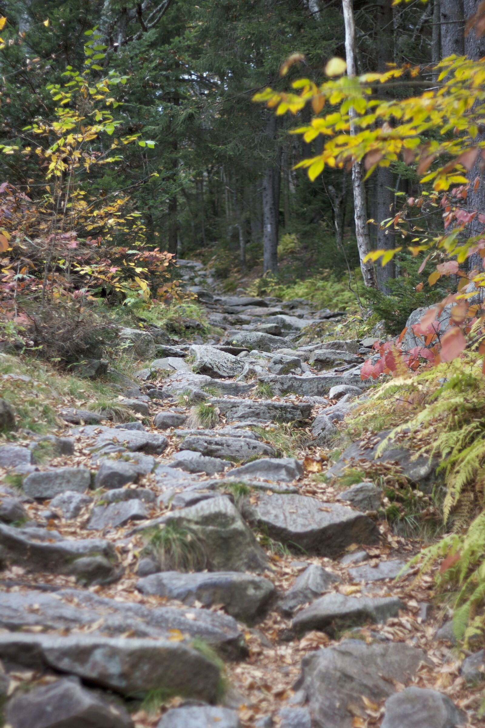 Canon EOS 550D (EOS Rebel T2i / EOS Kiss X4) sample photo. Rocky trail, forest trail photography