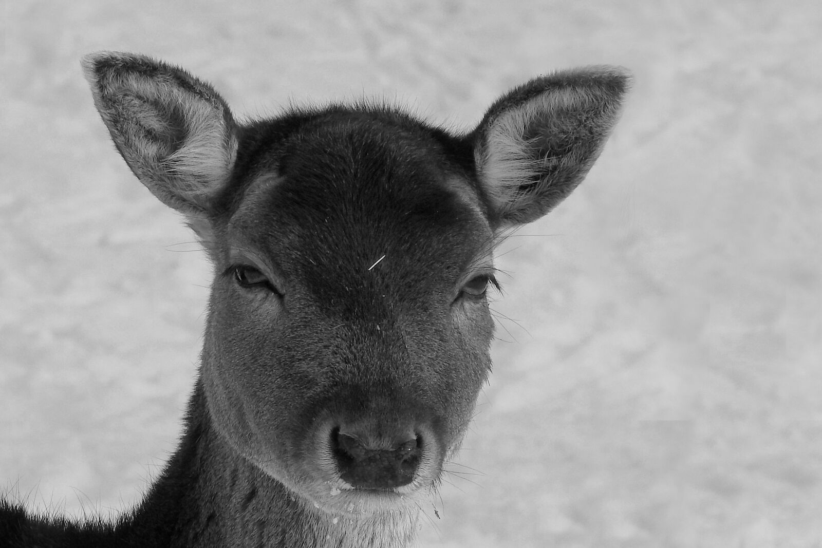 Nikon Coolpix P900 sample photo. Roe deer, fallow deer photography