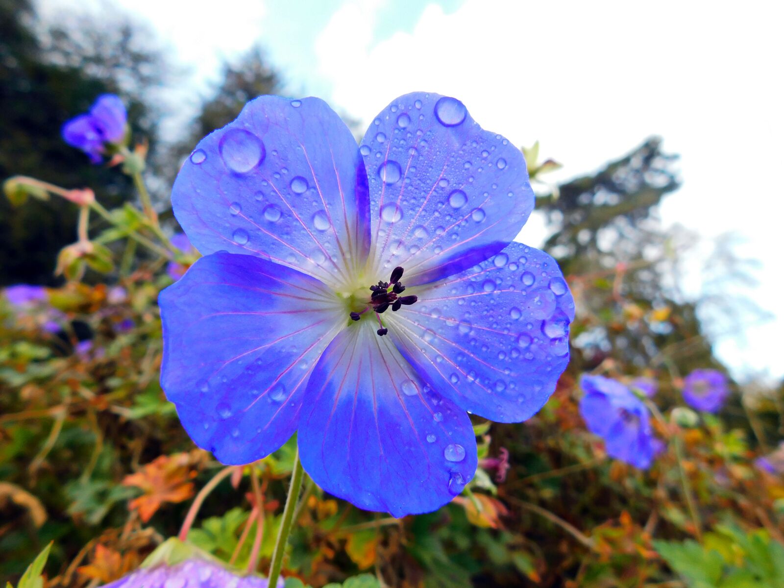 Nikon Coolpix B500 sample photo. Beautiful flower, flower, nature photography