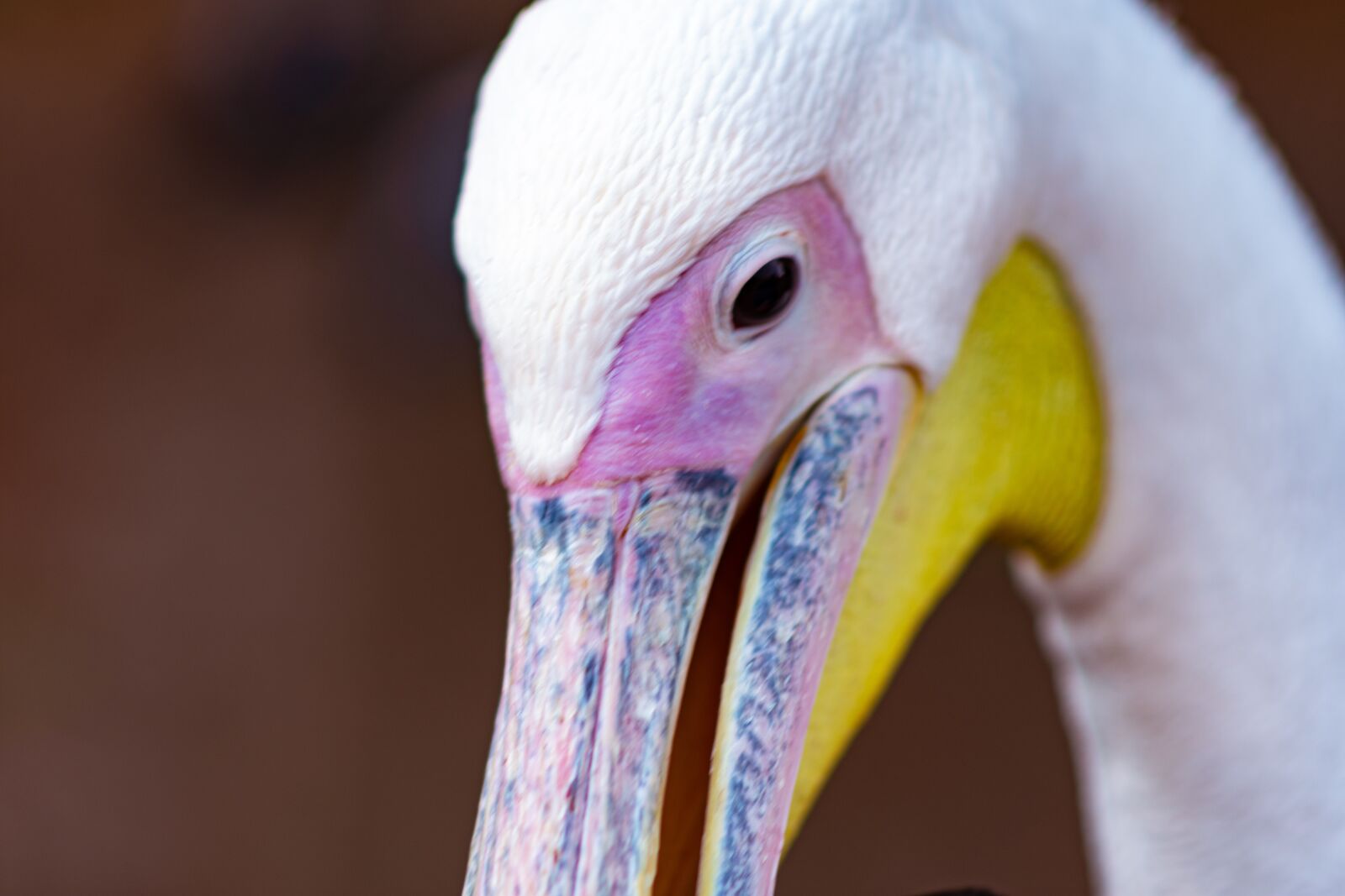 Nikon D7200 sample photo. Pelican, bird, nature photography