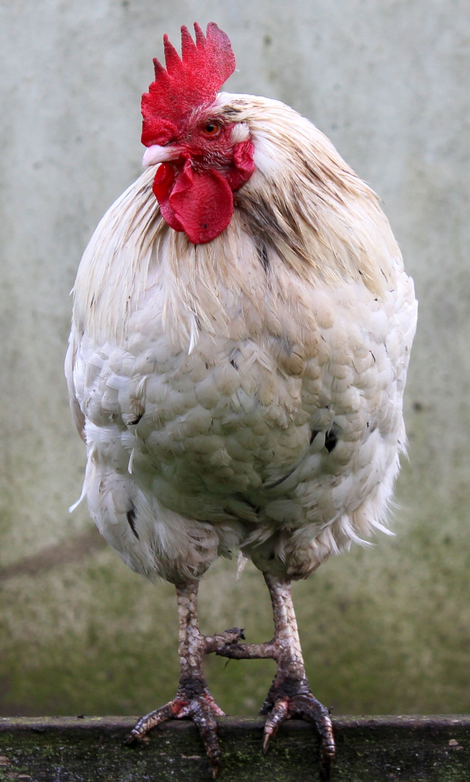 Canon EOS 1200D (EOS Rebel T5 / EOS Kiss X70 / EOS Hi) sample photo. Cockerel, rooster, poultry photography